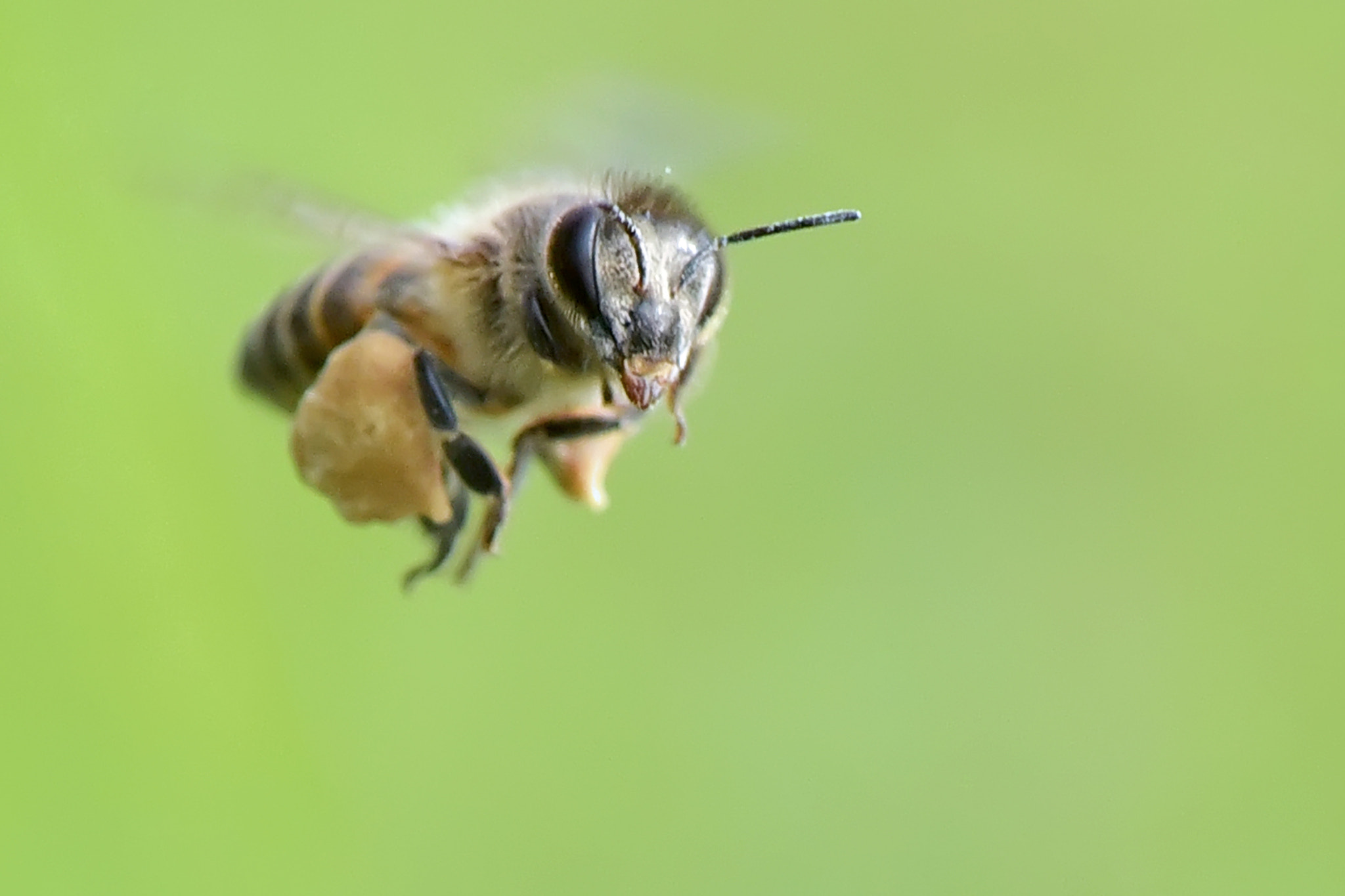 AF Zoom-Nikkor 35-105mm f/3.5-4.5 sample photo. Honey bee photography