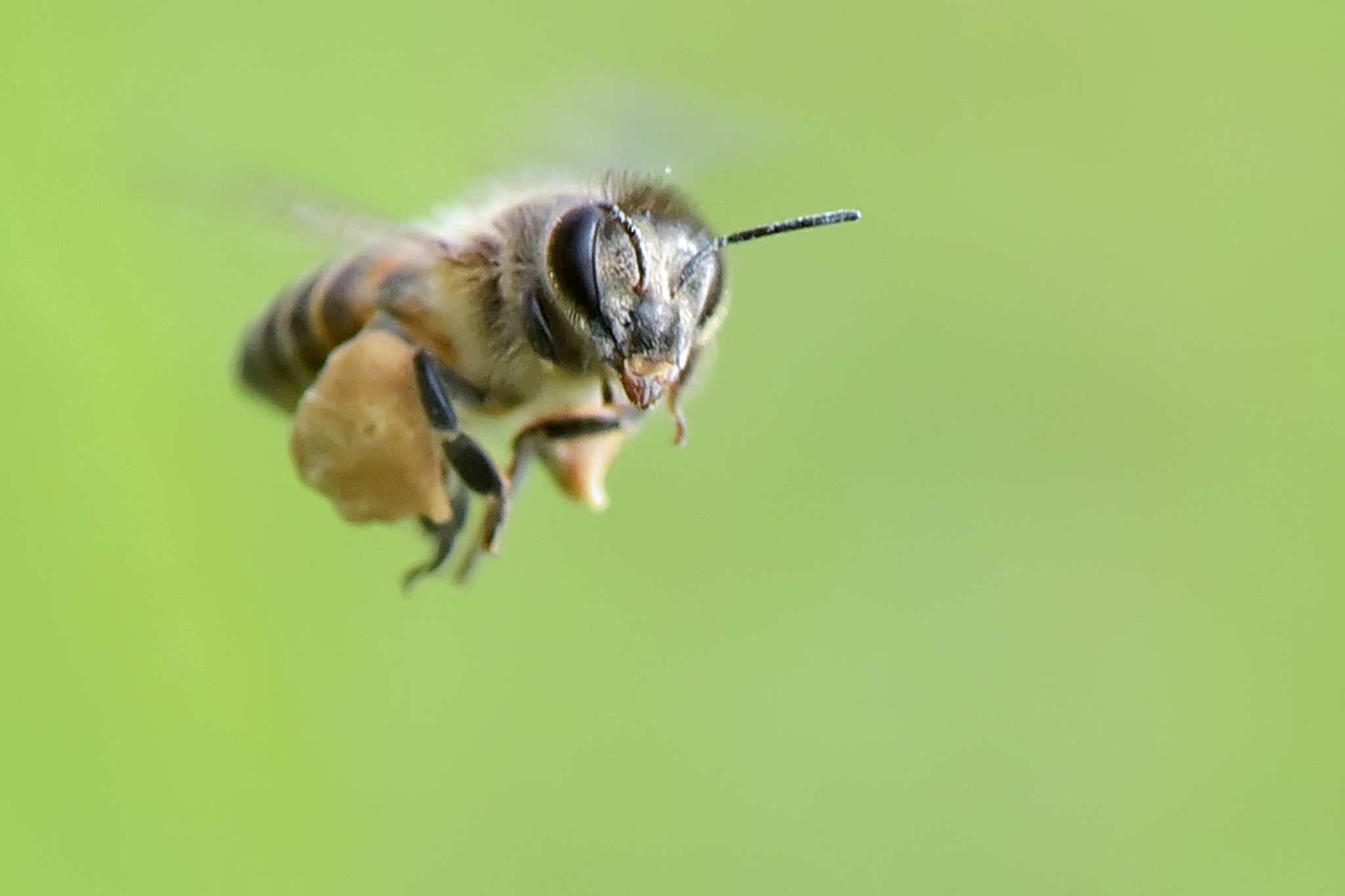 Nikon D750 + AF Zoom-Nikkor 35-105mm f/3.5-4.5 sample photo. Honey bee photography