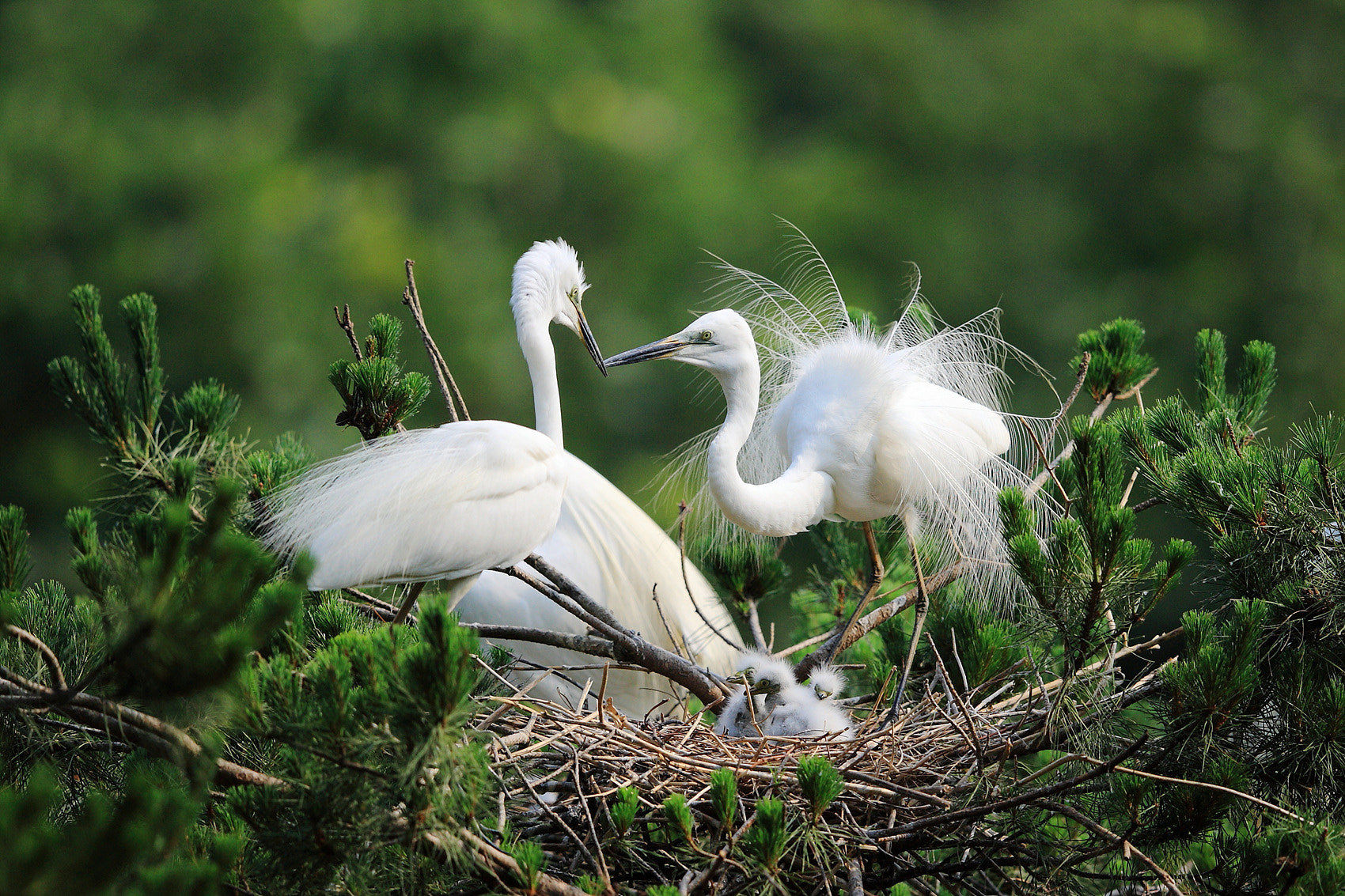 Canon EF 400mm F2.8L IS II USM sample photo. Love photography
