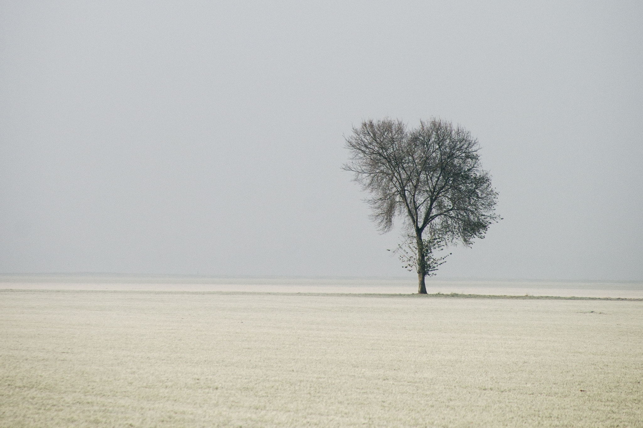 Sony a99 II sample photo. Lonely tree. photography