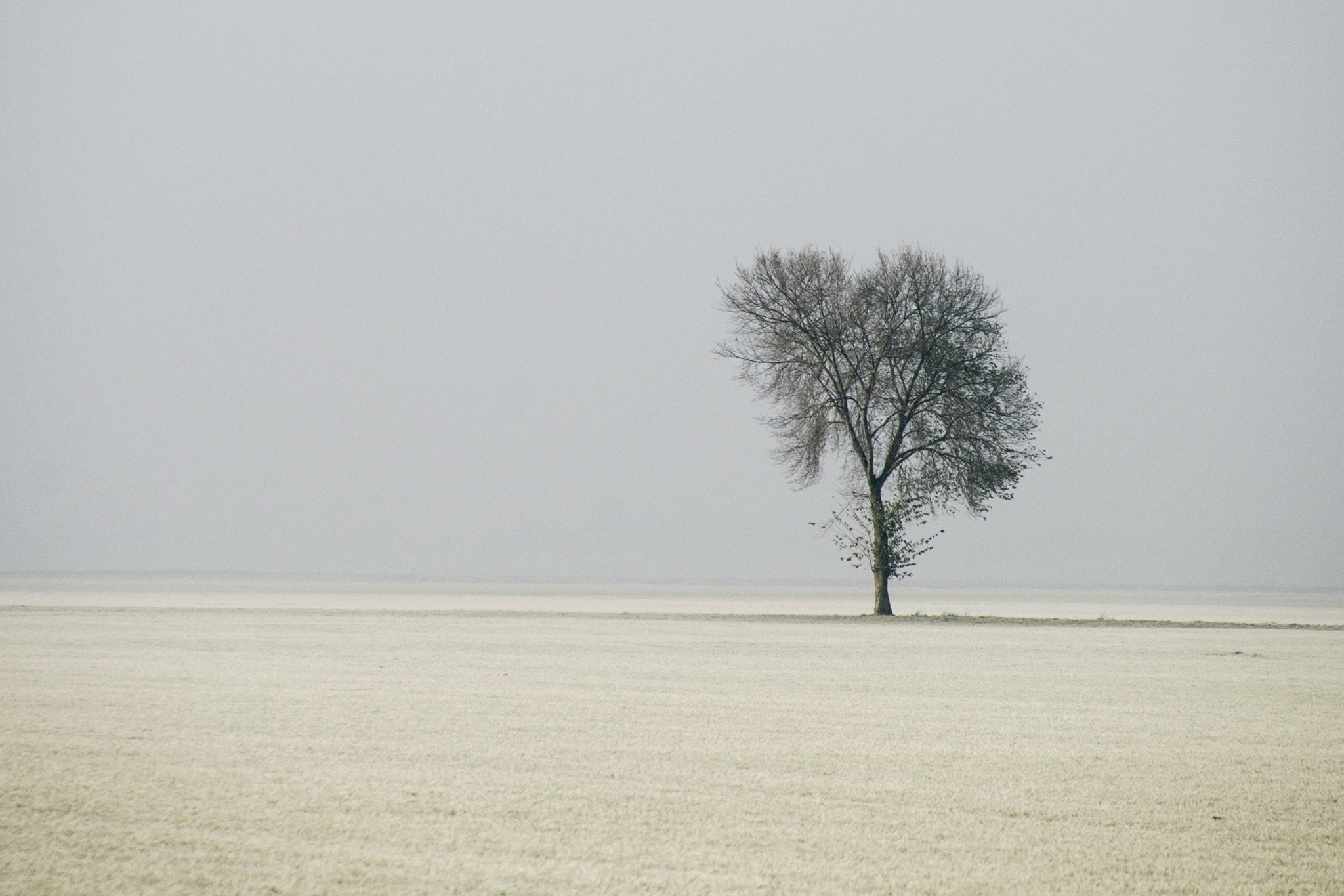 Tamron 16-300mm F3.5-6.3 Di II VC PZD Macro sample photo. Lonely tree. photography