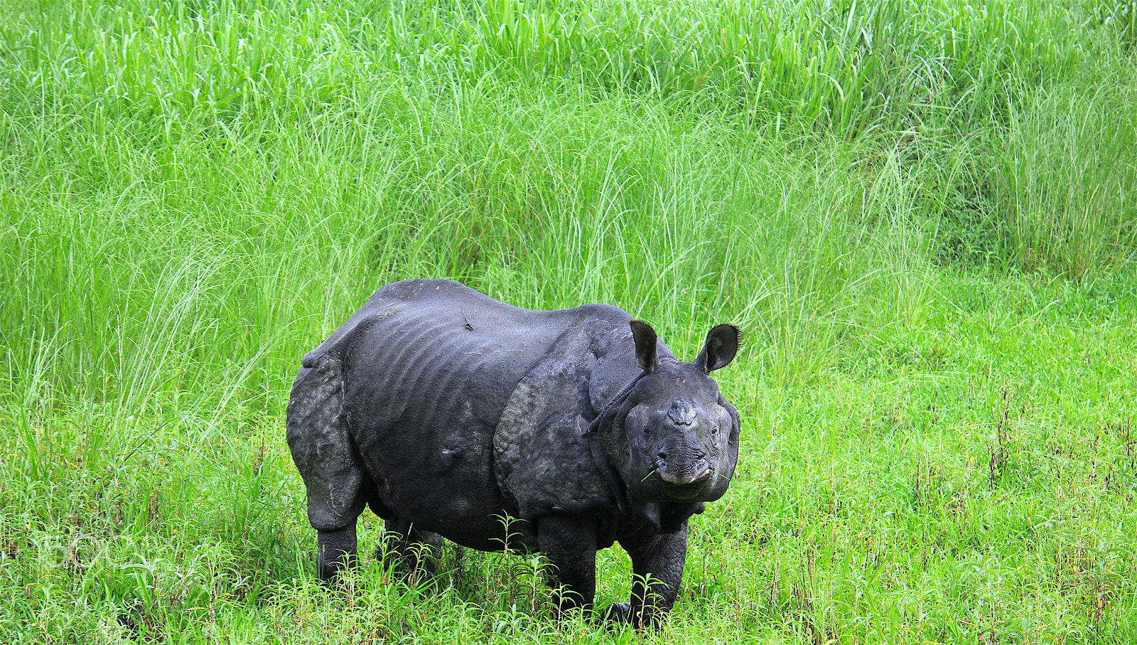 Canon EOS 550D (EOS Rebel T2i / EOS Kiss X4) sample photo. Horn lost rhino photography