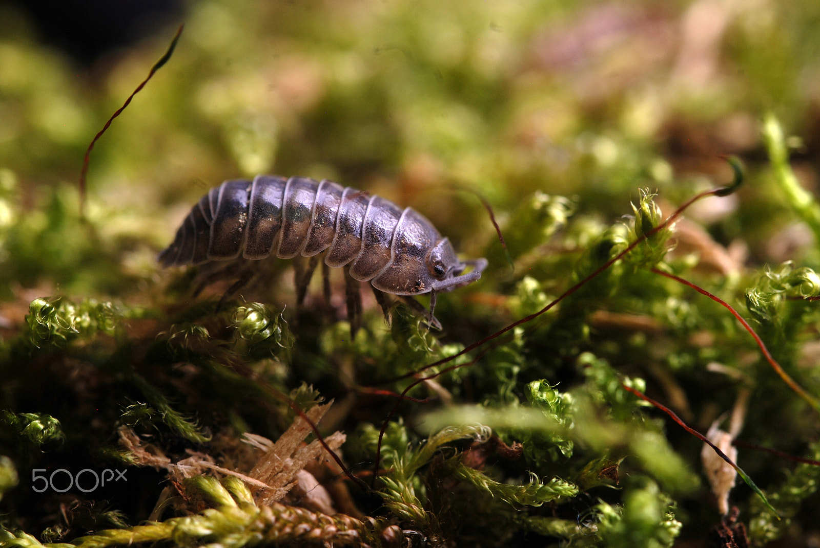 Nikon D80 sample photo. Strolling in the moss photography