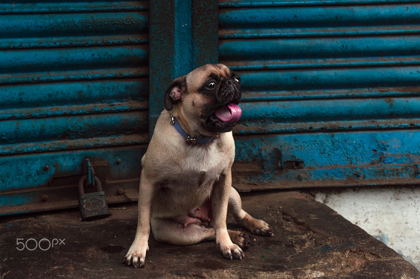 Tamron 18-270mm F3.5-6.3 Di II PZD sample photo. Pug life photography