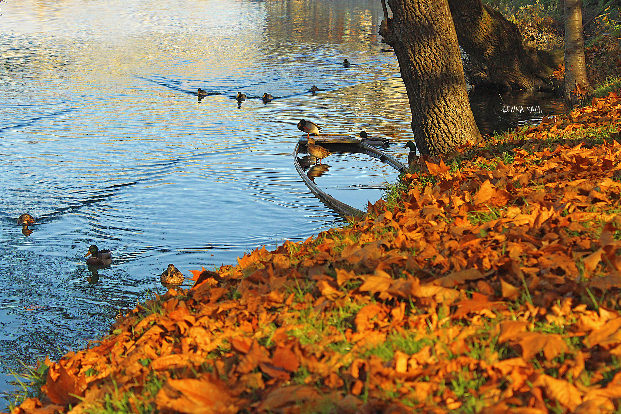 Canon EOS 500D (EOS Rebel T1i / EOS Kiss X3) sample photo. Autumn photography