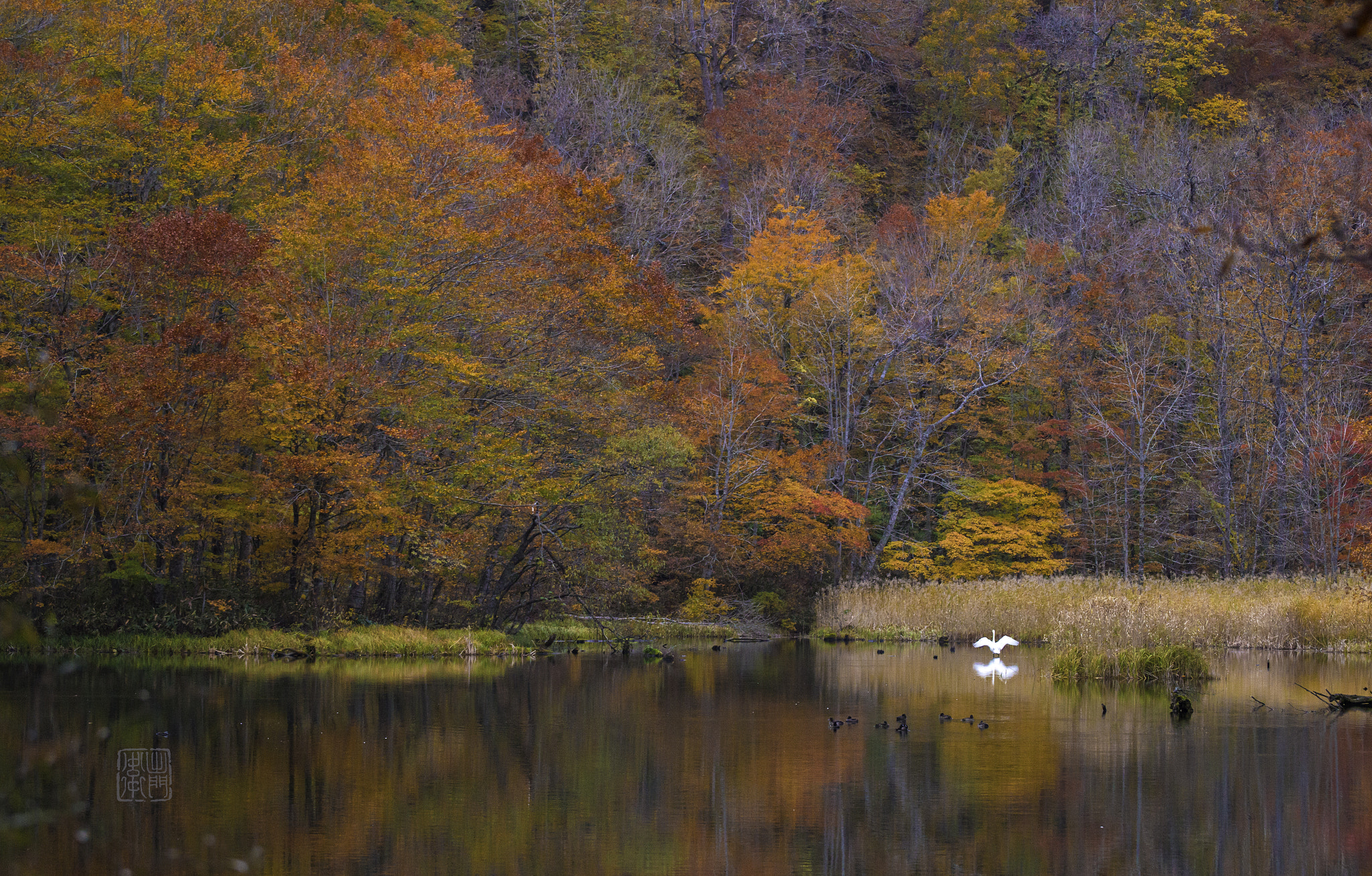 Canon EF 100-300mm f/5.6L sample photo. White swan photography