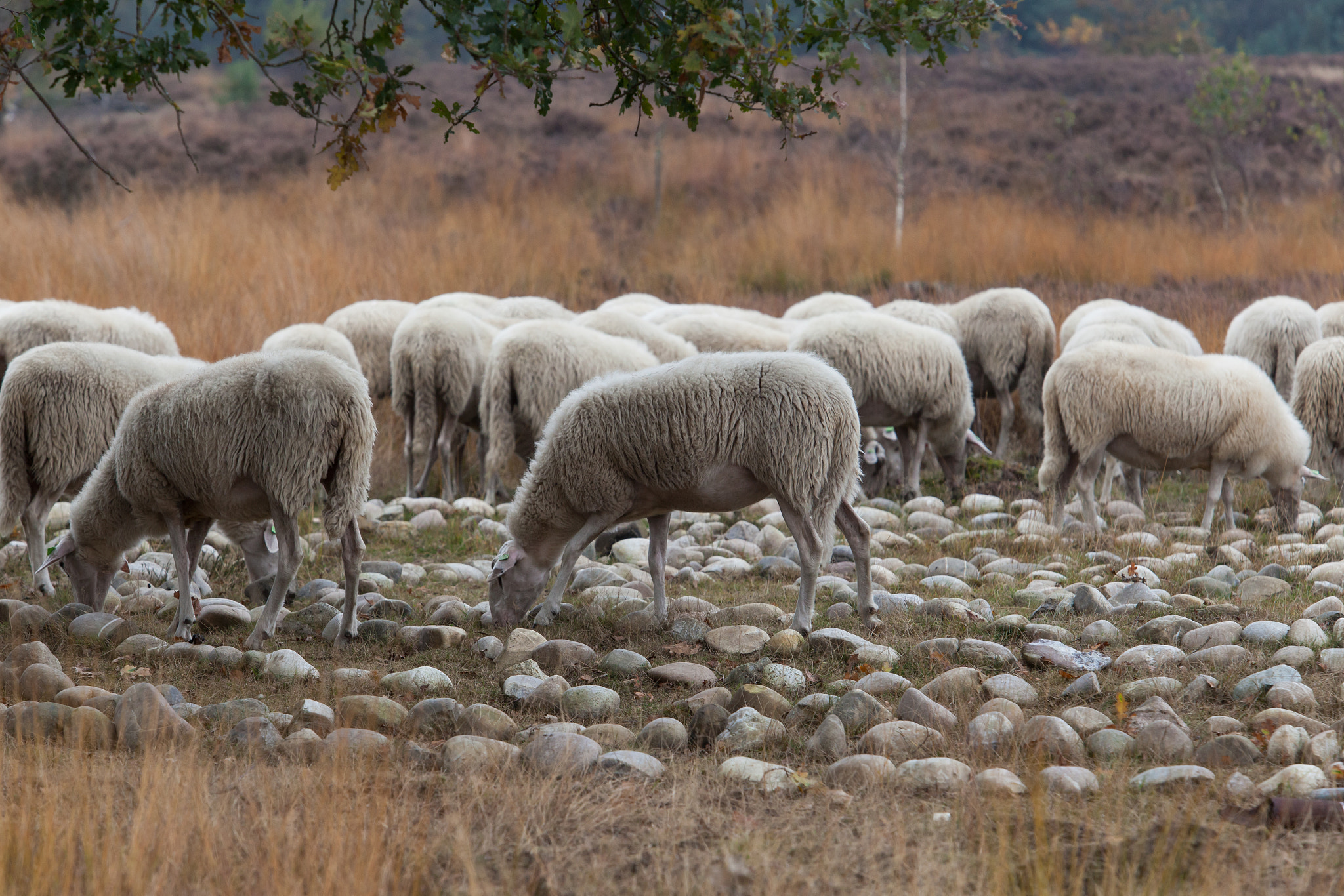 Canon EOS 5D Mark II + Canon EF 70-200mm F2.8L USM sample photo. Grazing in the labyrint photography