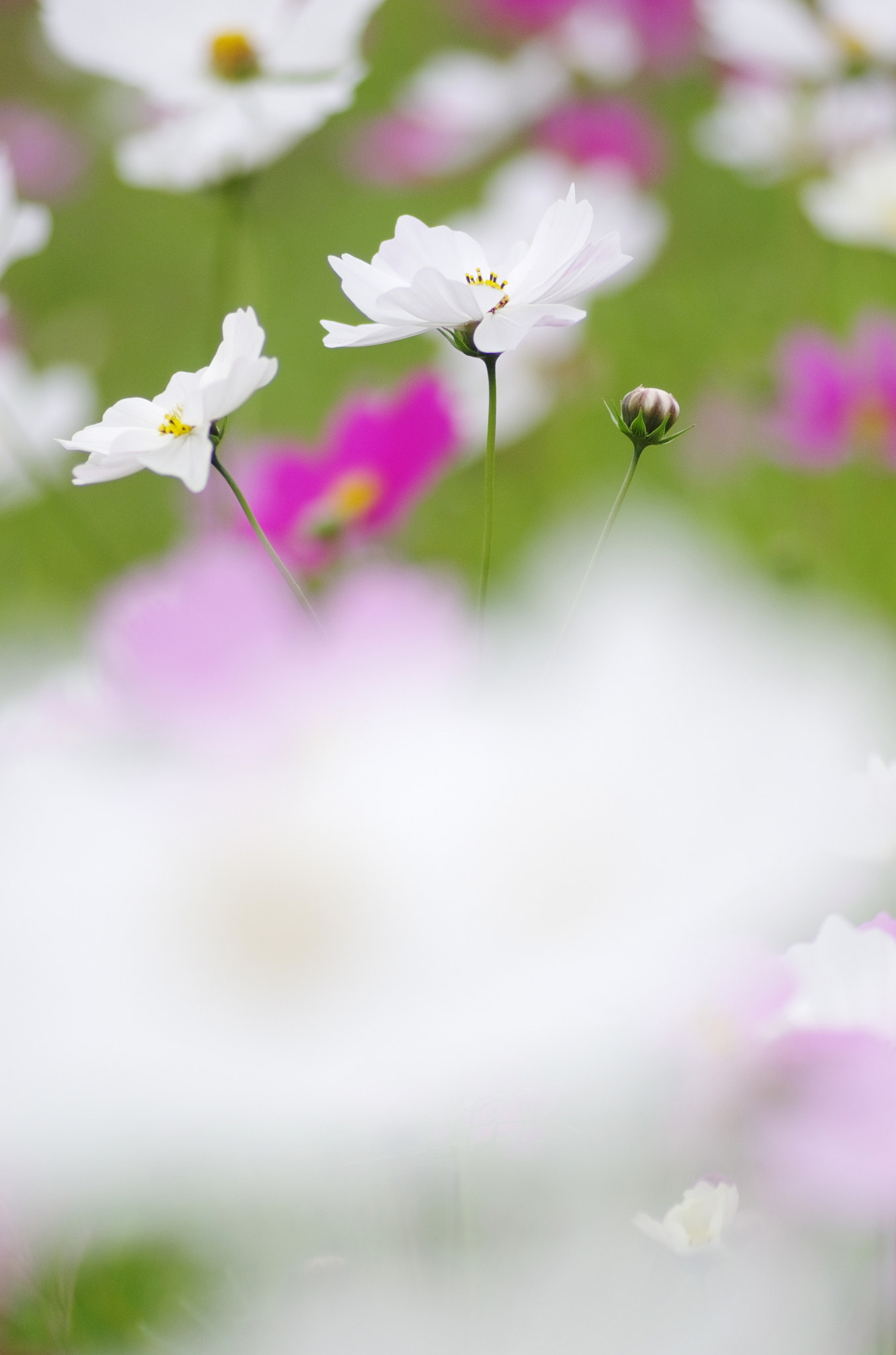 Pentax K-5 + Tamron SP AF 90mm F2.8 Di Macro sample photo. Cosmos photography