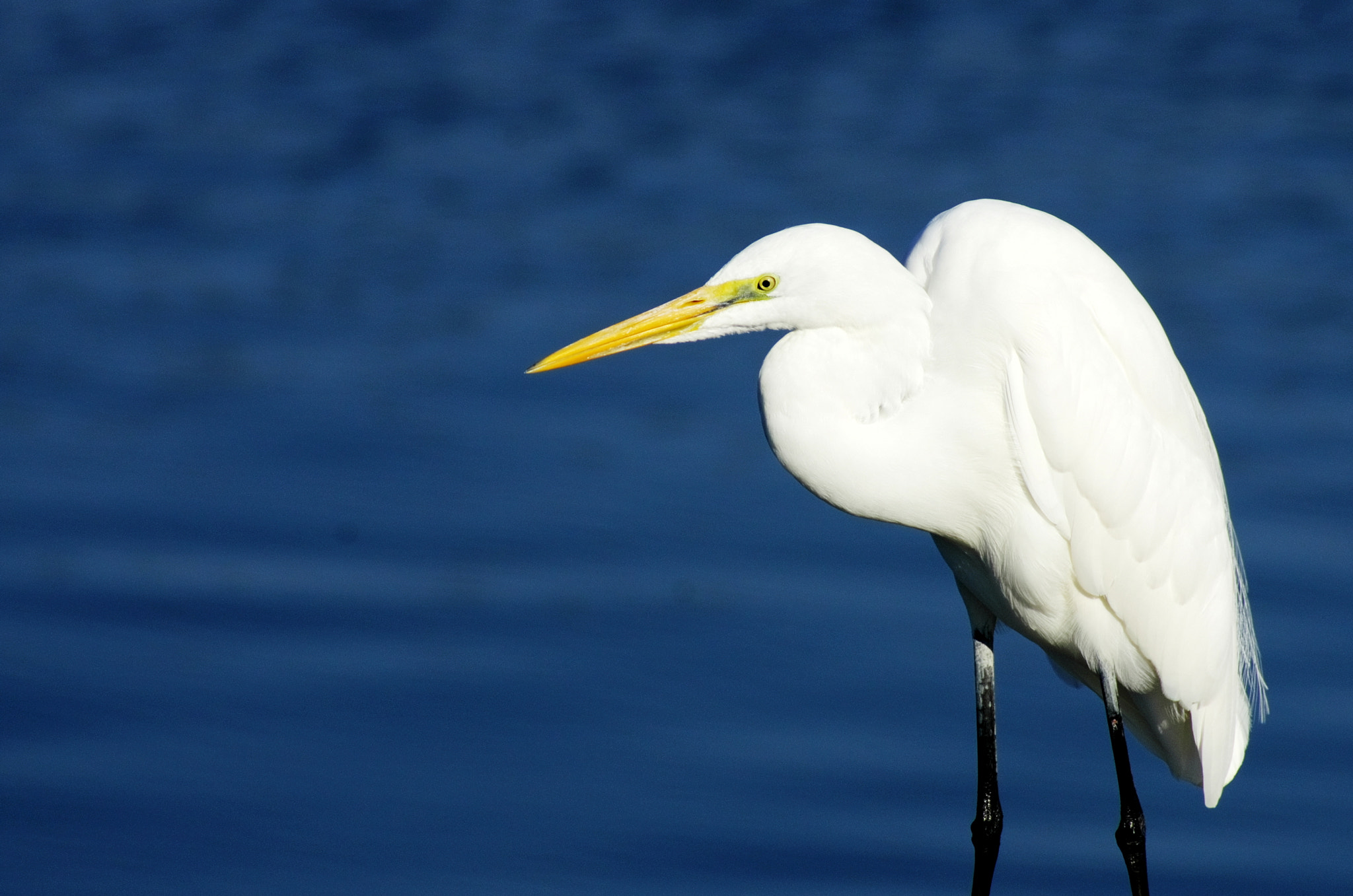 Pentax K-5 + A Series Lens sample photo. Egret photography