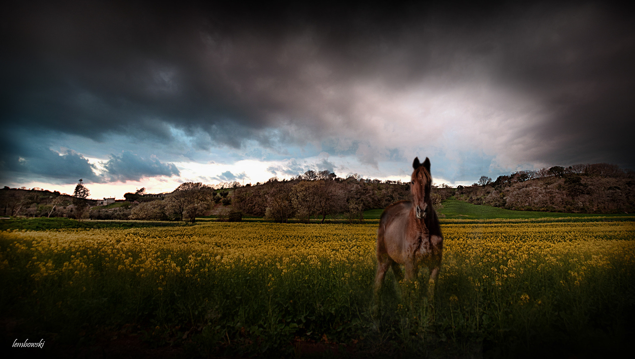 Nikon D90 + Sigma 18-125mm F3.8-5.6 DC HSM sample photo. Solito tramonto con cavallo photography