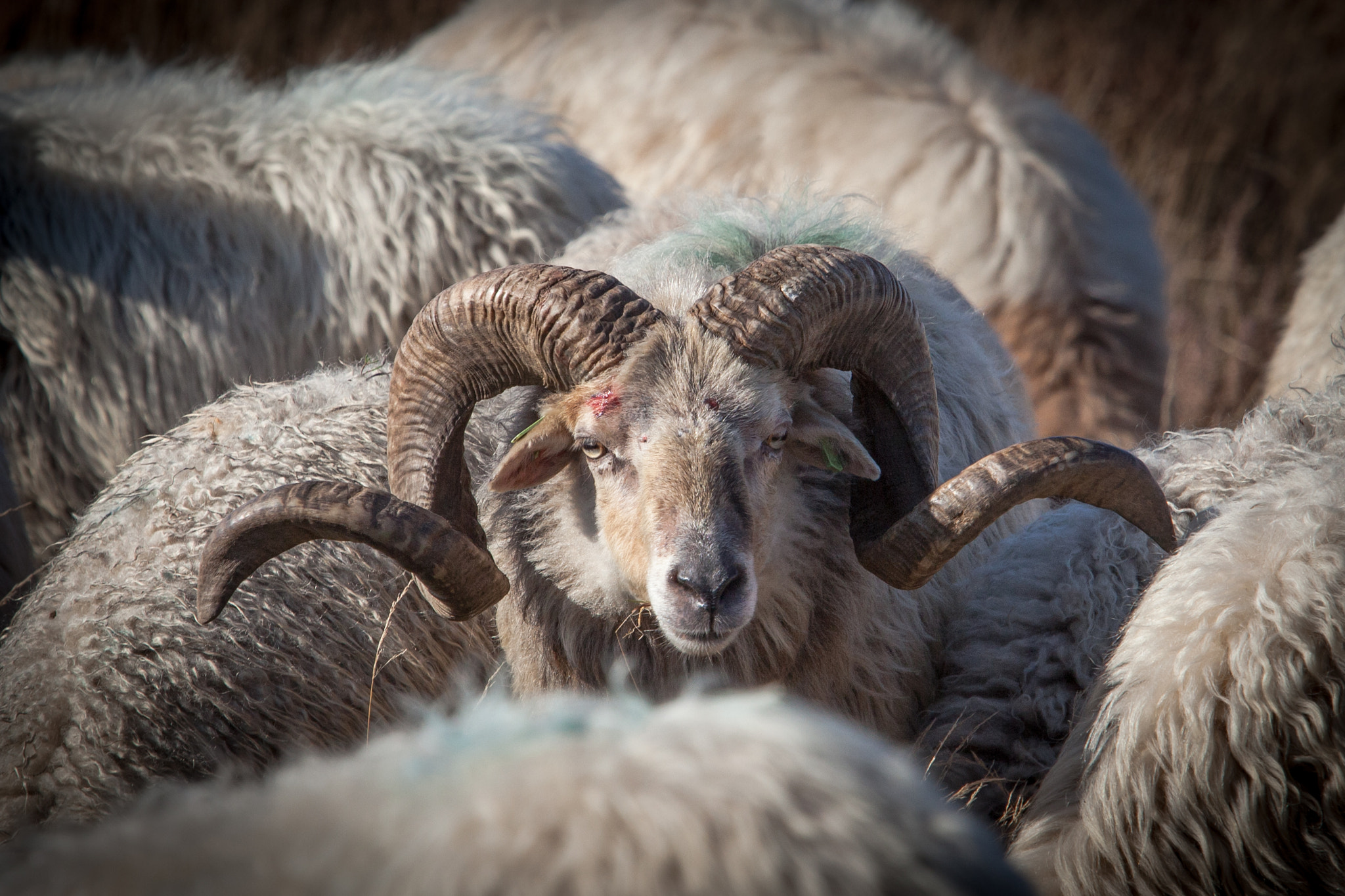 Canon EOS 5D Mark II + Canon EF 70-200mm F2.8L USM sample photo. King of the herd photography