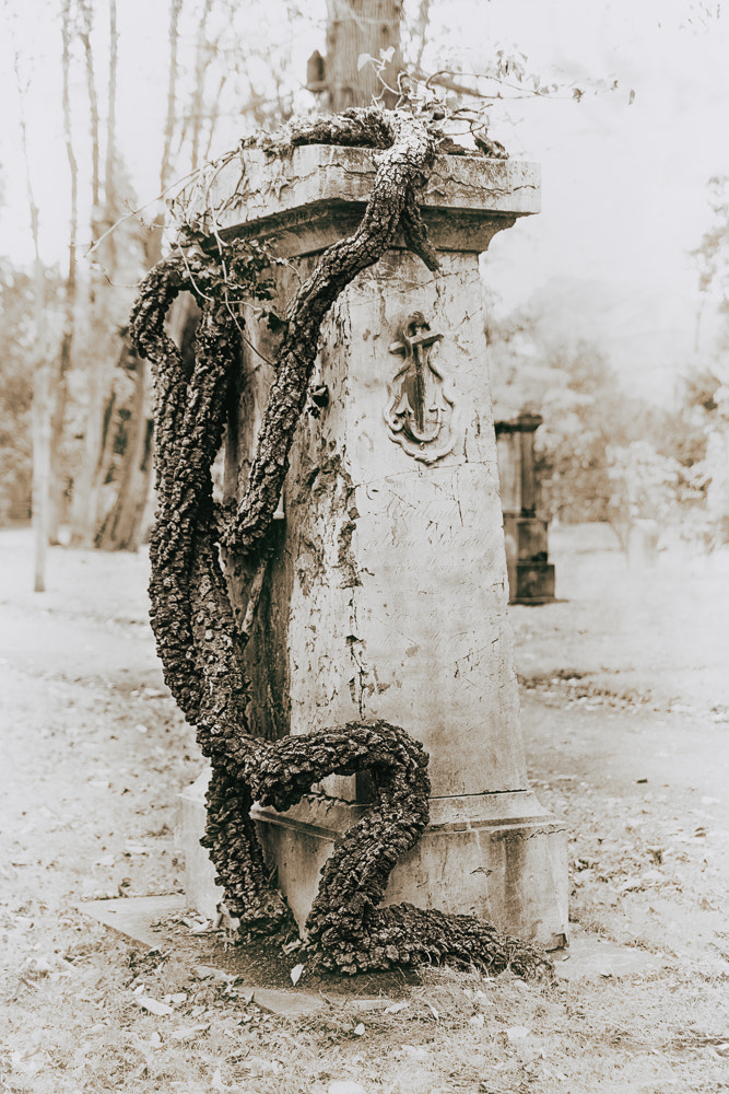 Sony a99 II sample photo. Tombstone vs. tree trunk photography