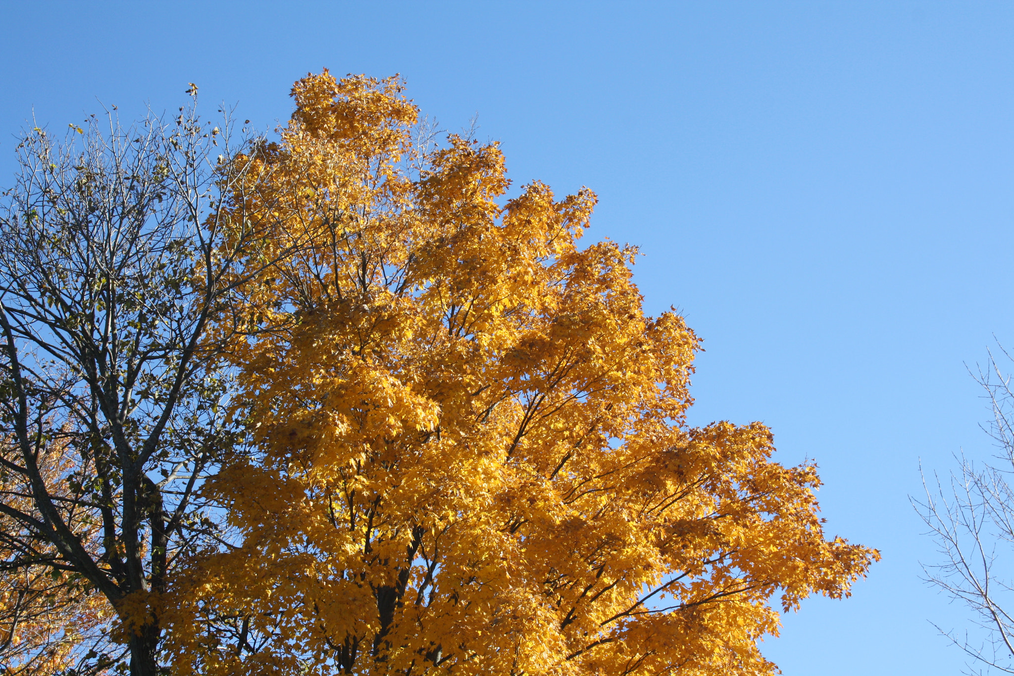 Canon EF-S 18-55mm F3.5-5.6 sample photo