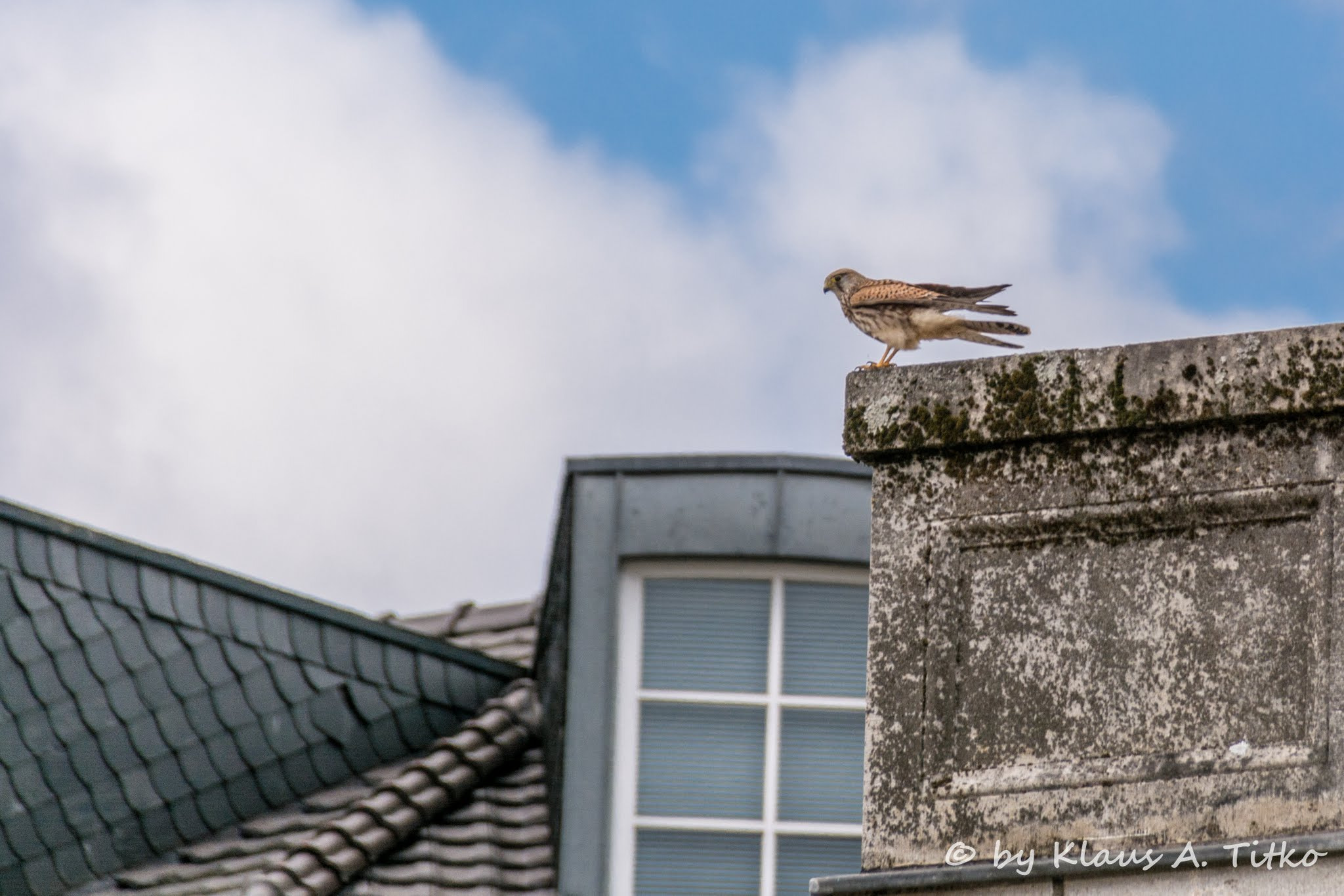 Sigma 18-250mm F3.5-6.3 DC Macro OS HSM sample photo. Female falcon on a wall photography
