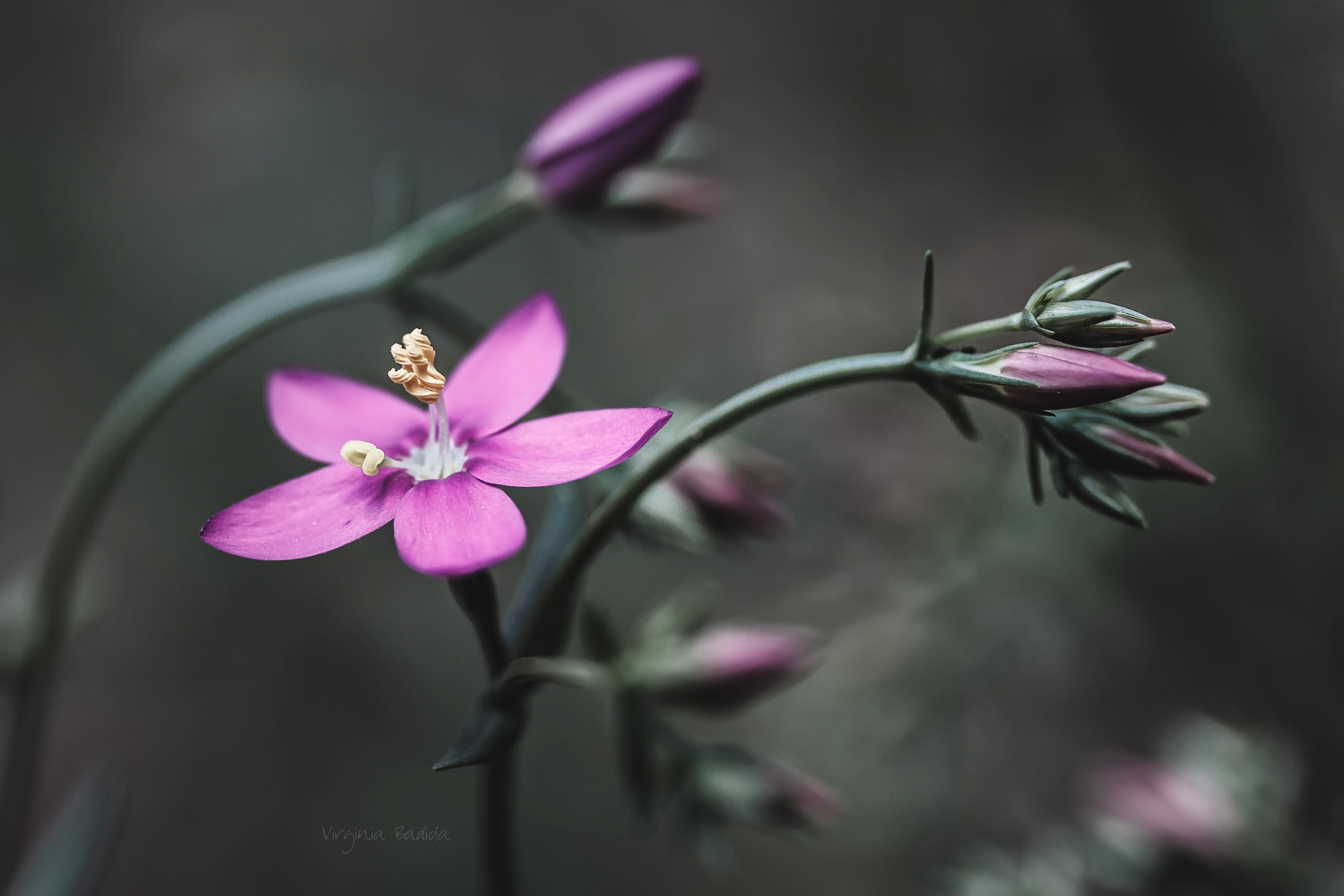 Canon EF-S 60mm F2.8 Macro USM sample photo. *** photography