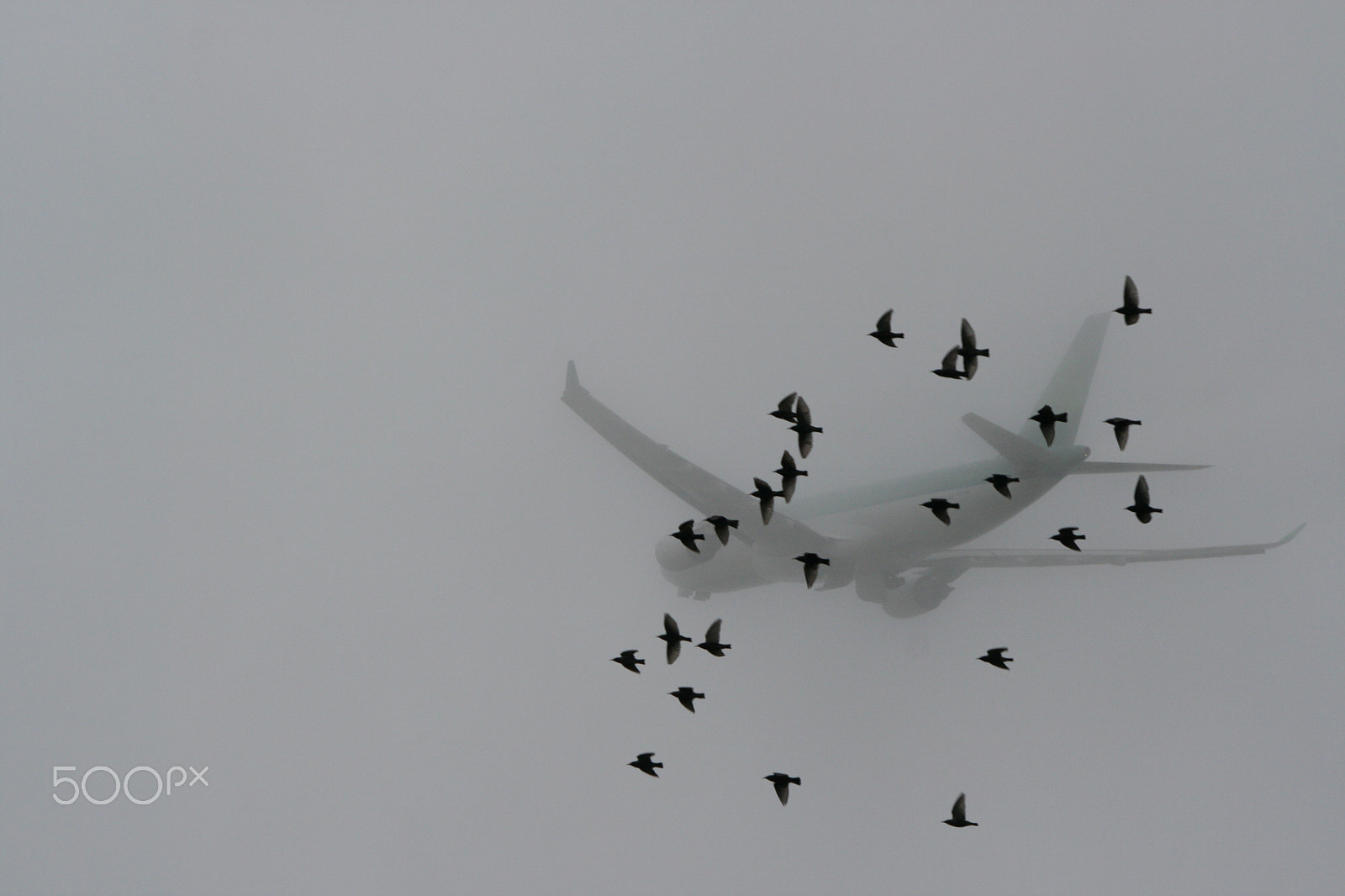 Sigma 70-300mm F4-5.6 APO DG Macro sample photo. Crows photography