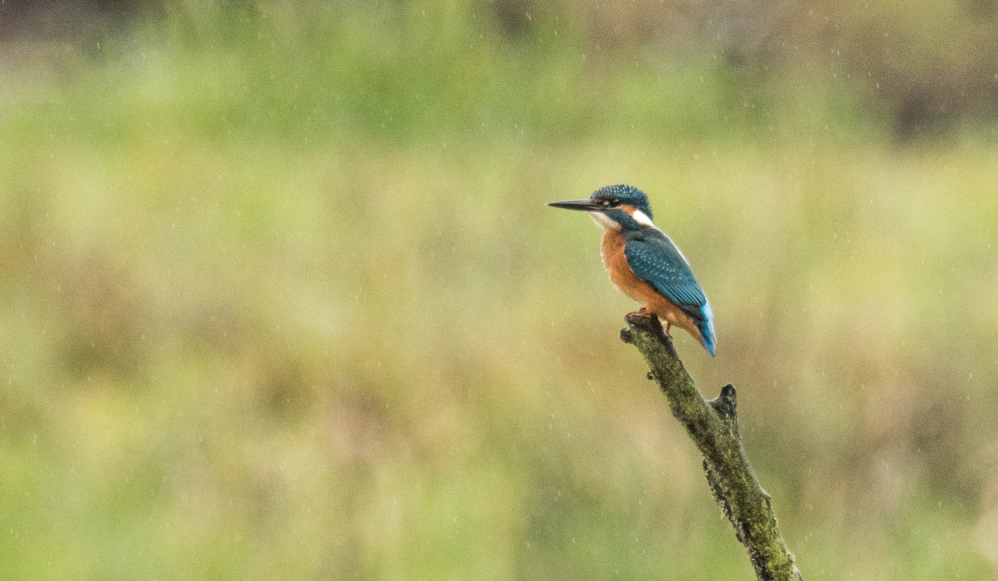 Canon EF 100-400mm F4.5-5.6L IS USM sample photo. Eisvogel, flachsee, schweiz photography