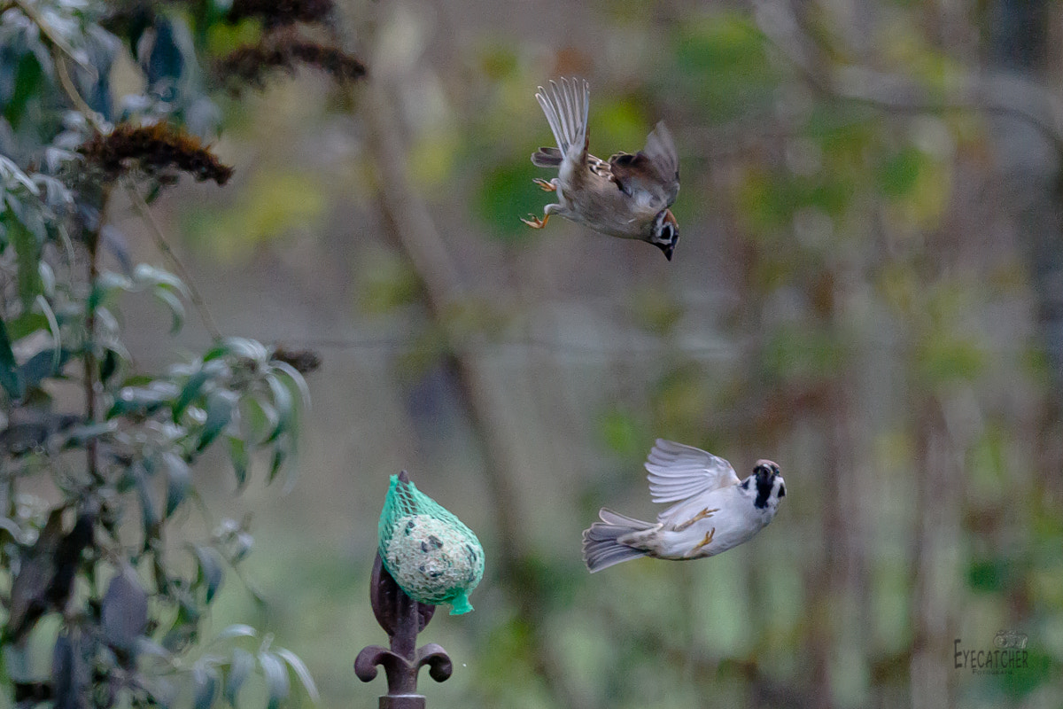 Canon EF 70-200mm F2.8L IS II USM sample photo. Spatz photography