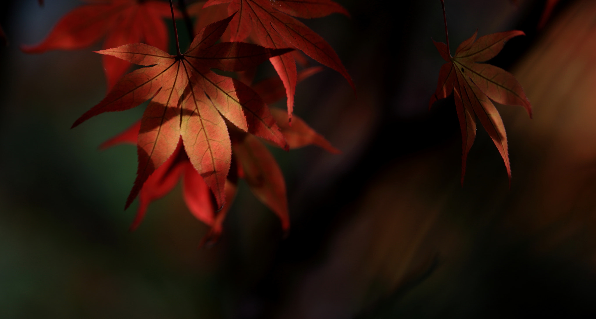 Canon EOS 6D + Canon EF 300mm F4L IS USM sample photo. Moments photography