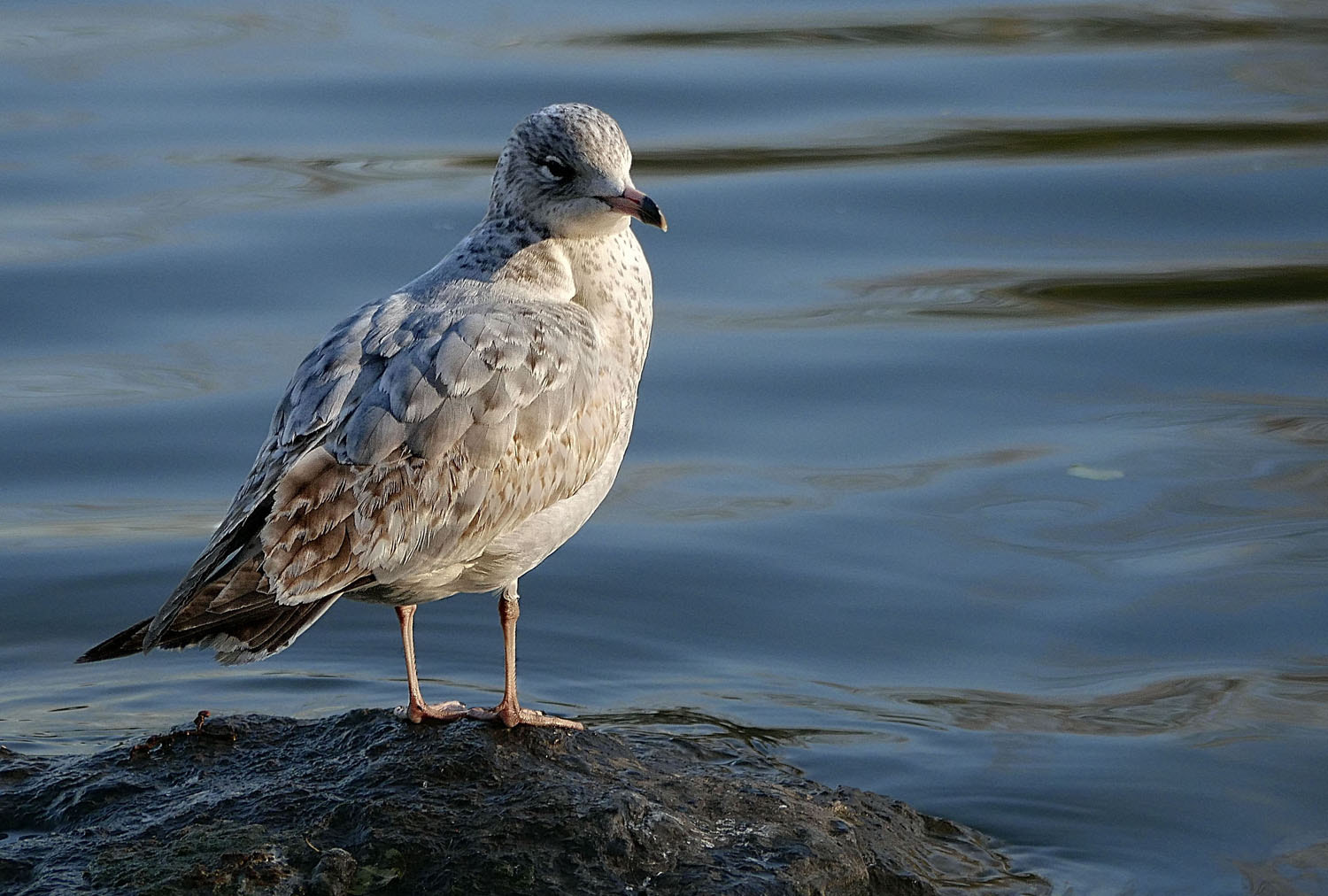 Panasonic Lumix DMC-G7 sample photo. Wildlife photography