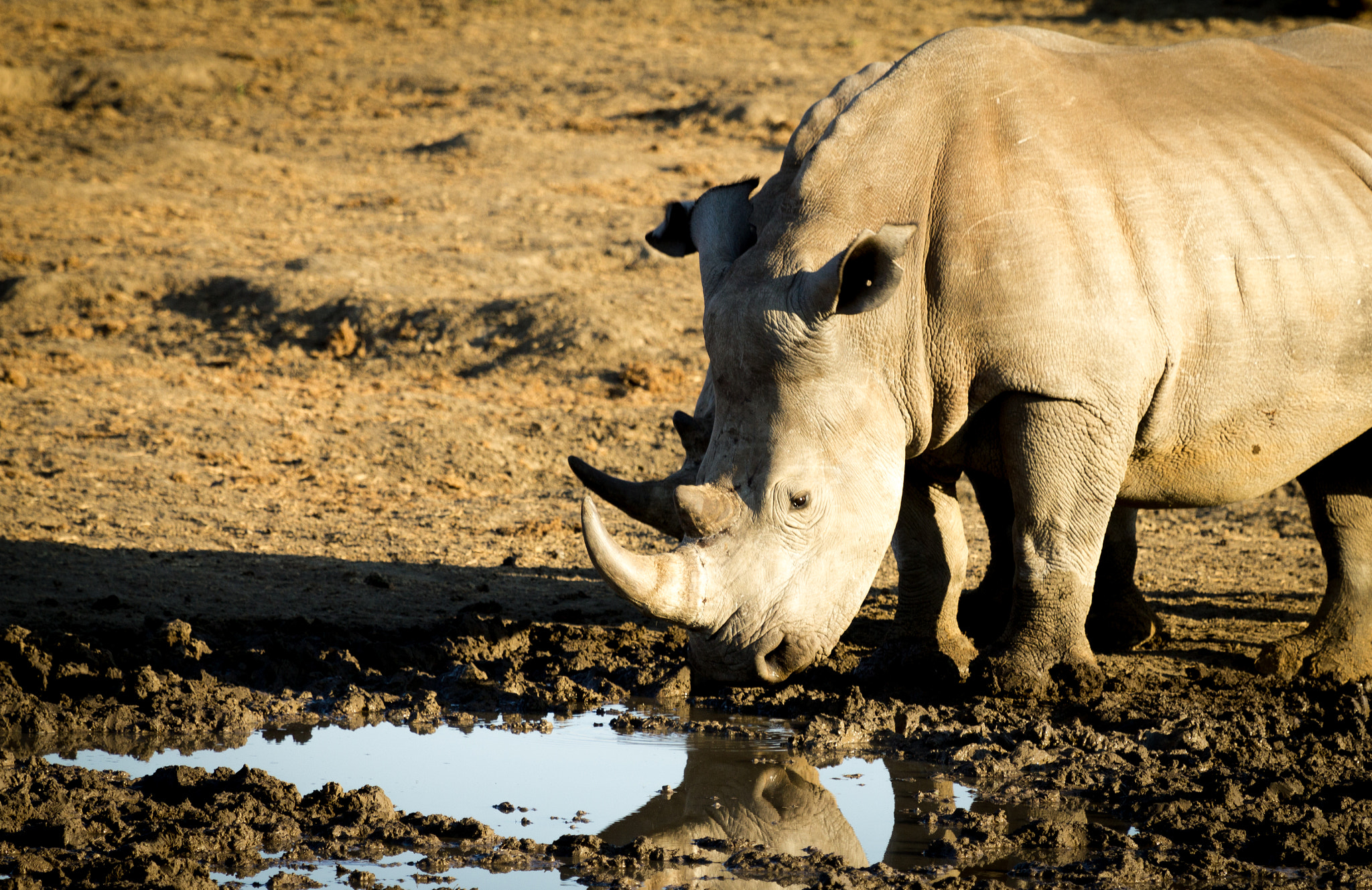 Canon EF 100-400mm F4.5-5.6L IS USM sample photo. Wild rhino photography