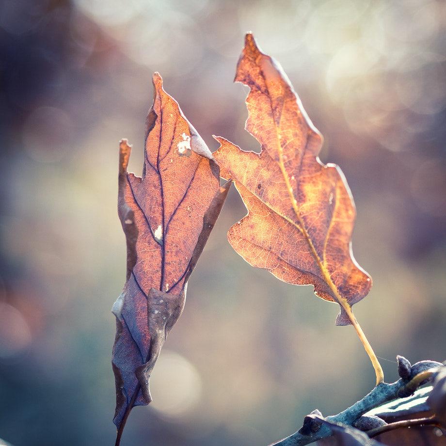 Fujifilm X-Pro1 + Fujifilm XF 60mm F2.4 R Macro sample photo. Lovers photography