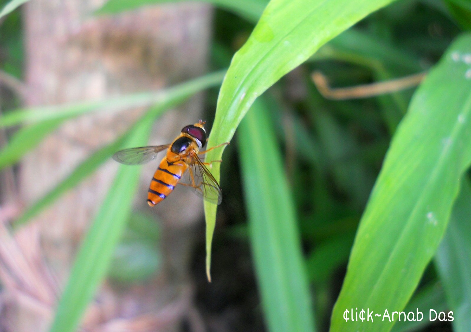 Nikon Coolpix L22 sample photo. Tiny bee photography