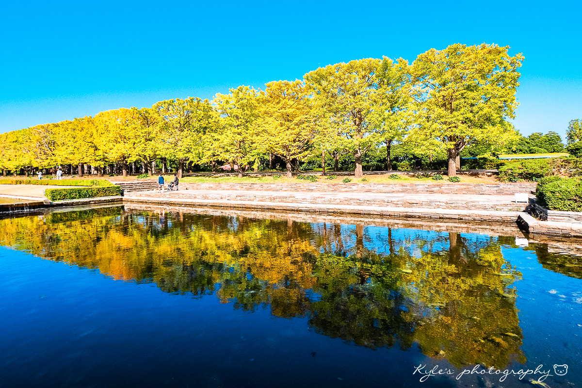 Olympus OM-D E-M1 sample photo. 銀杏並木 photography