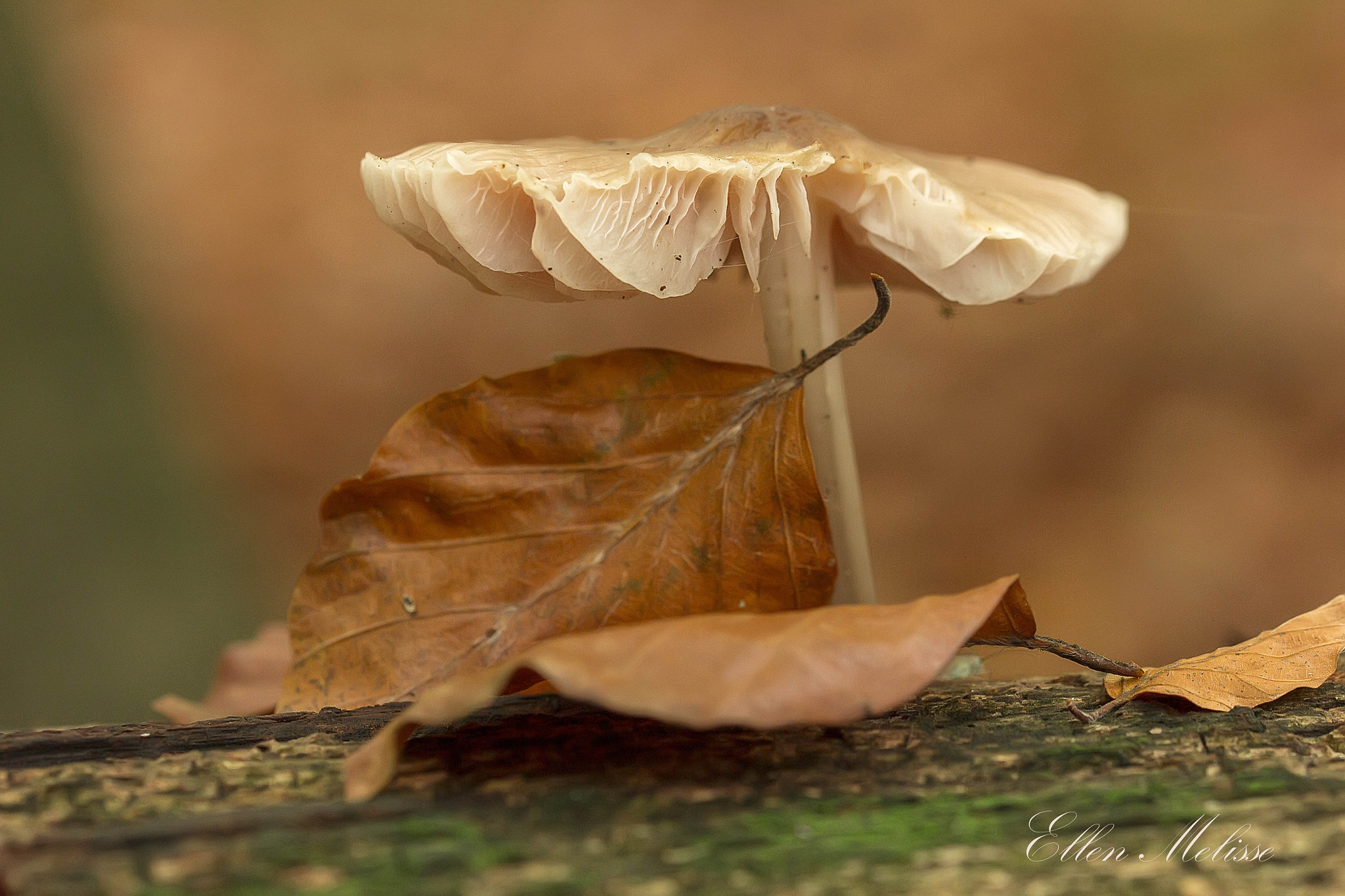 Sigma 105mm F2.8 EX DG OS HSM sample photo. Precious photography