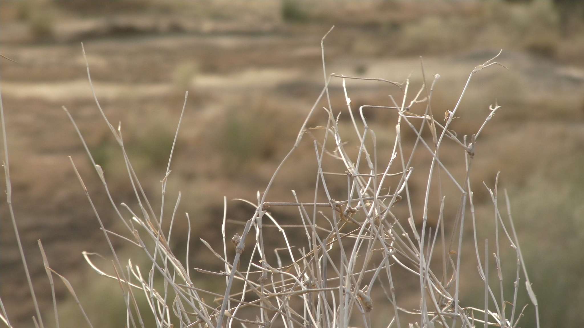 Samsung HMX-R10 sample photo. Bushes in desert photography