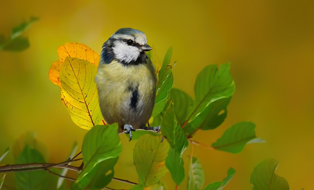 Sony FE 70-300mm F4.5-5.6 G OSS sample photo. Blue tit photography