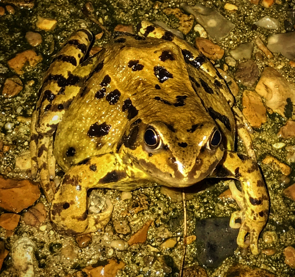 Apple iPhone 7 Plus sample photo. Frog staring and ready to hop photography