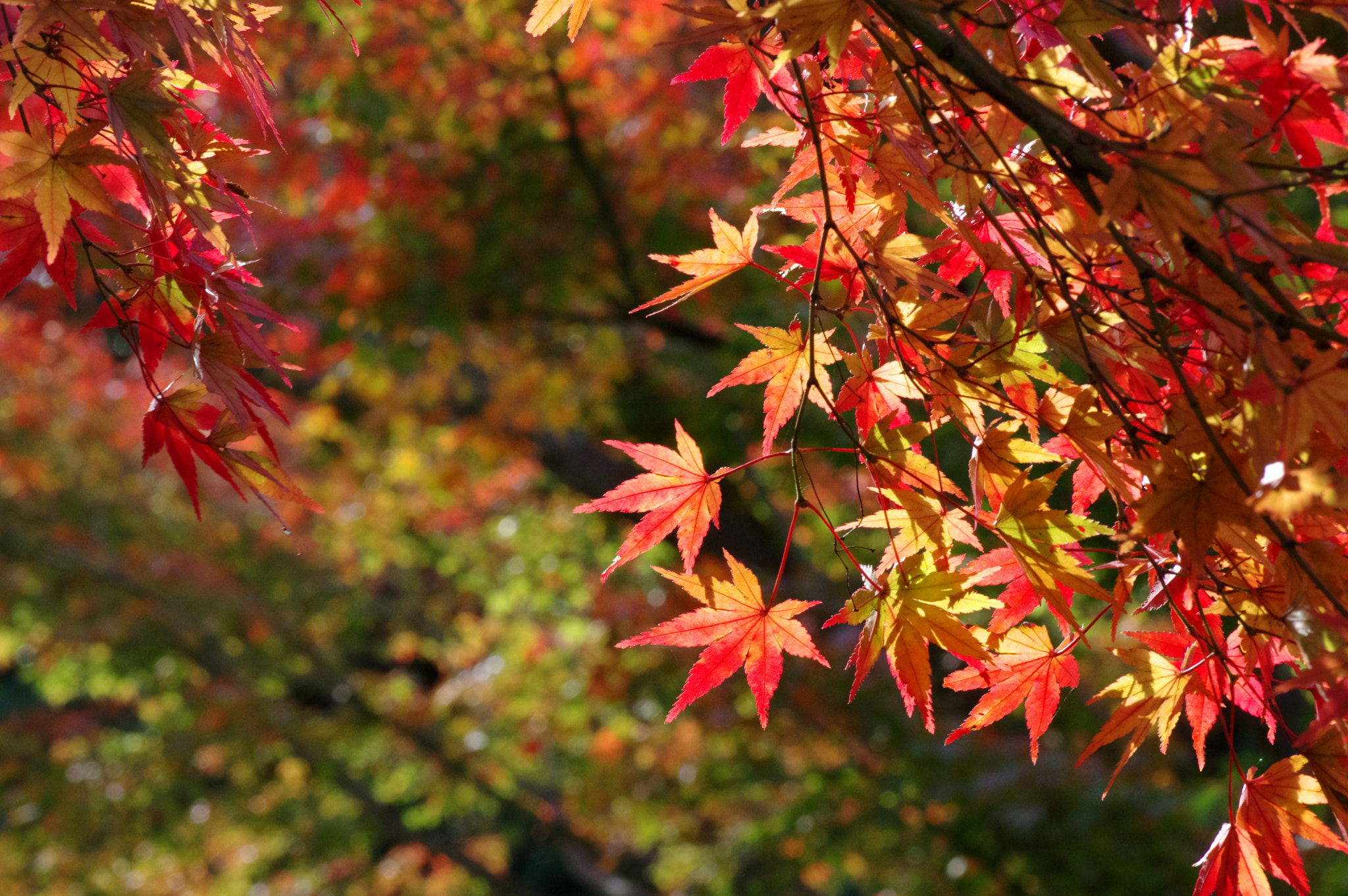 Pentax smc D-FA 100mm F2.8 Macro WR sample photo. Today at the park in tokyo.... photography