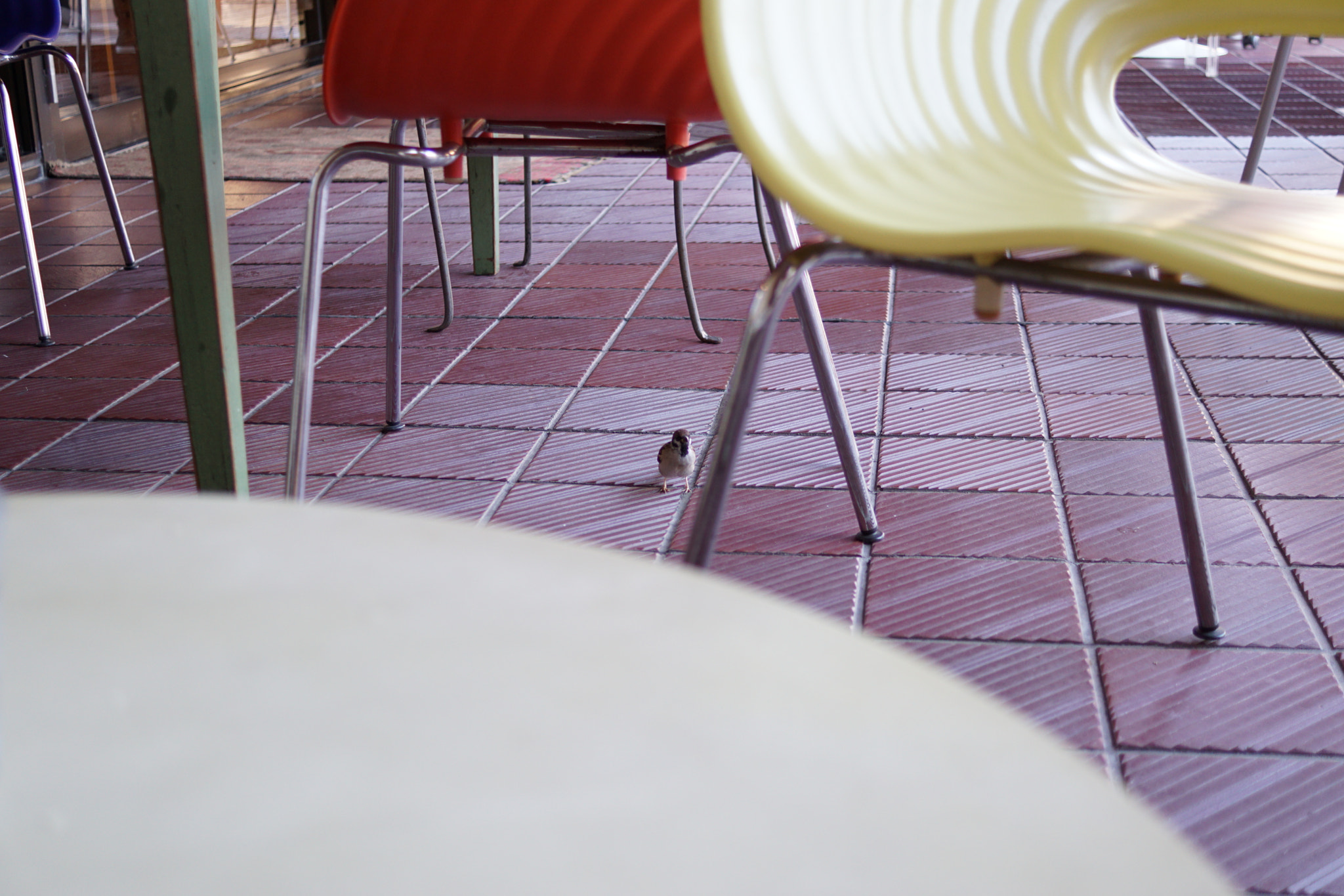 Sony DT 30mm F2.8 Macro SAM sample photo. Sparrow photography
