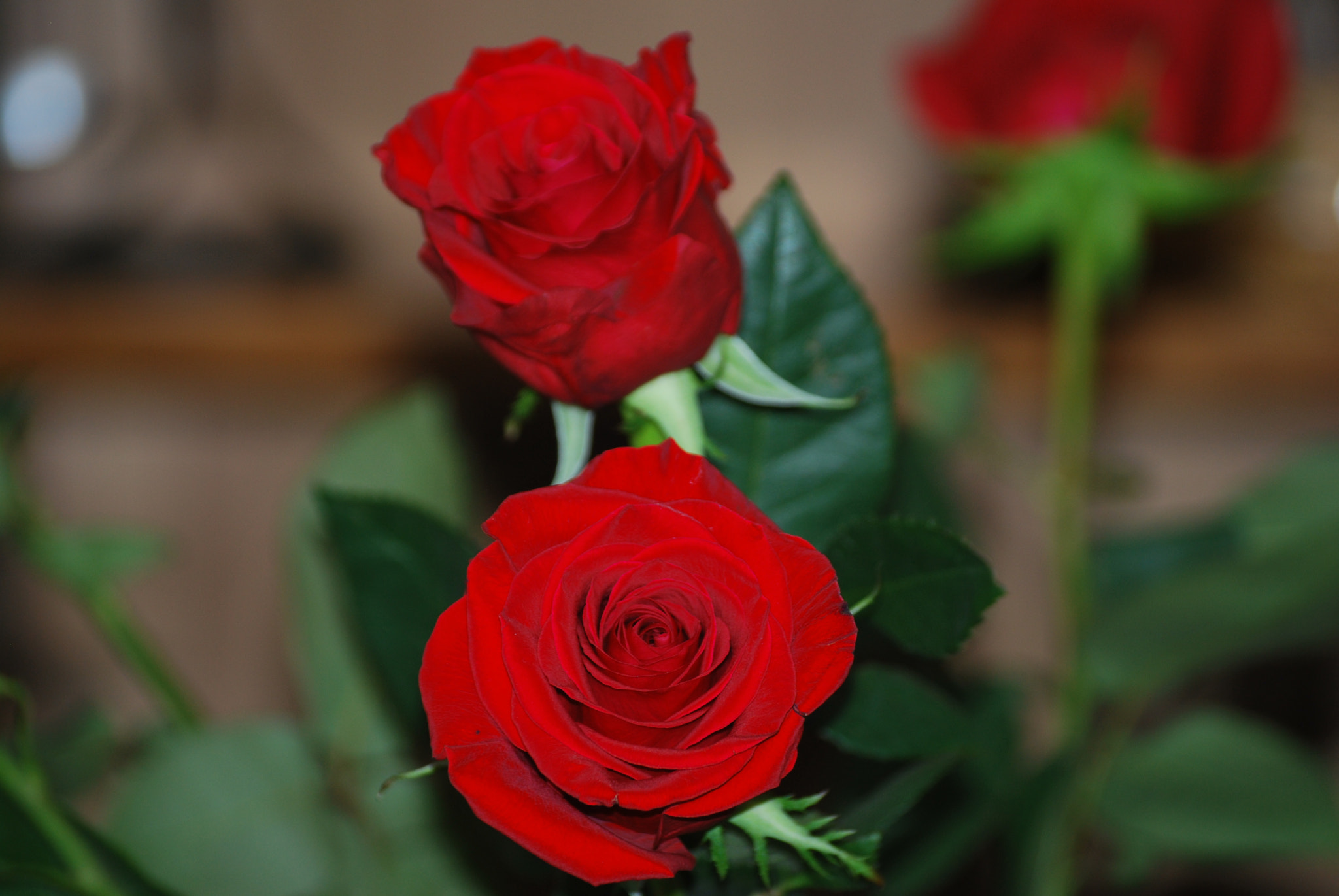 Nikon D60 sample photo. Roses photography