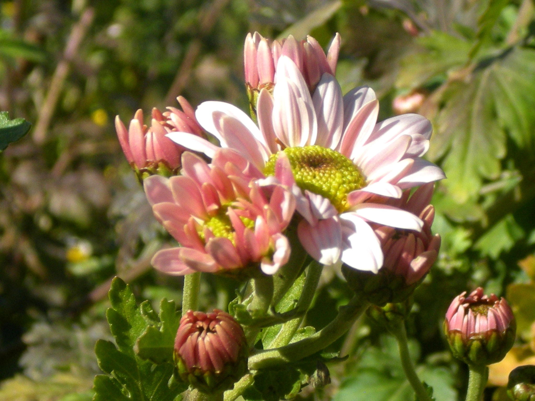 Nikon COOLPIX L14 sample photo. Flower photography