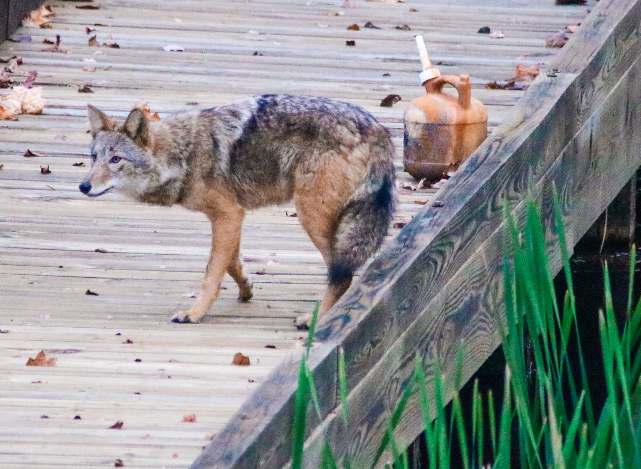 Canon EOS 760D (EOS Rebel T6s / EOS 8000D) + Canon EF 70-200mm F2.8L USM sample photo. The urban coyote roaming our property photography