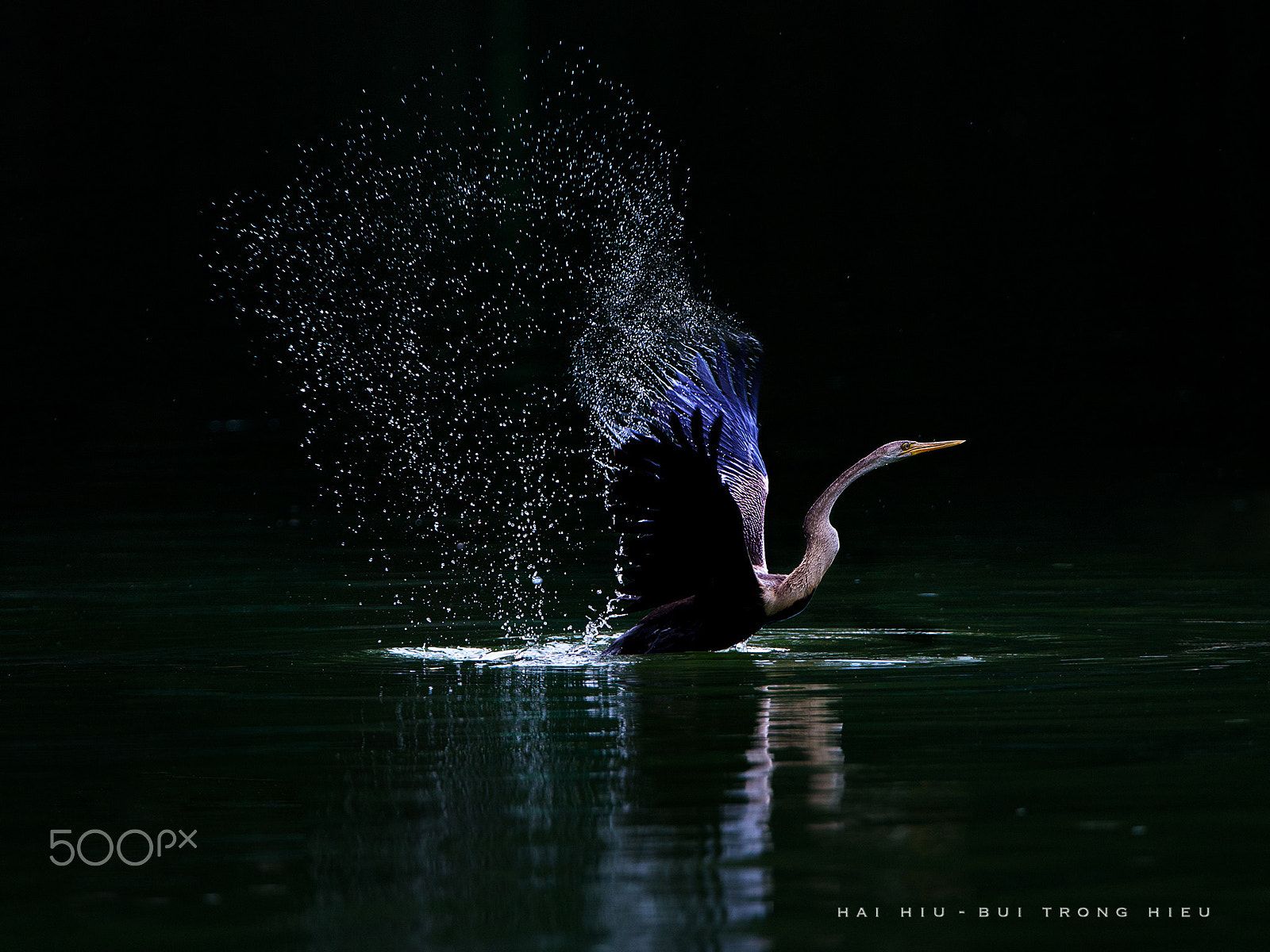 Canon EF 500mm F4L IS USM sample photo. Oriental darter photography