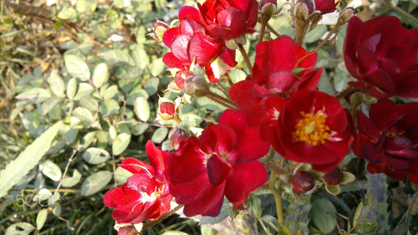 Sony Xperia P sample photo. China rose photography