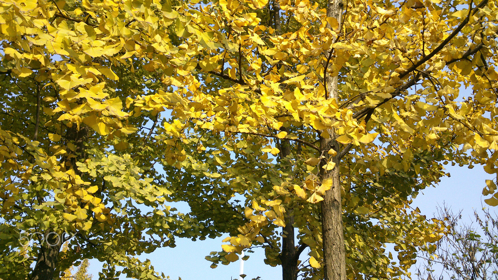 Sony Xperia P sample photo. Ginkgo biloba photography