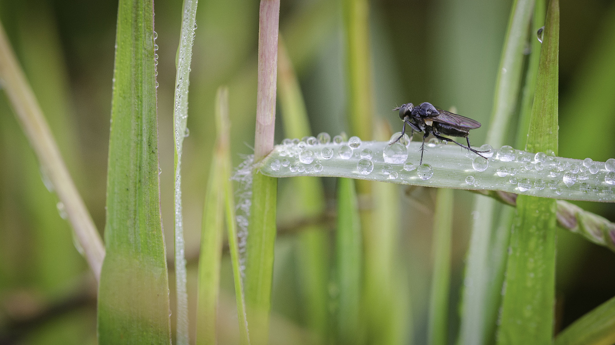 Nikon D5100 sample photo. Water drop photography