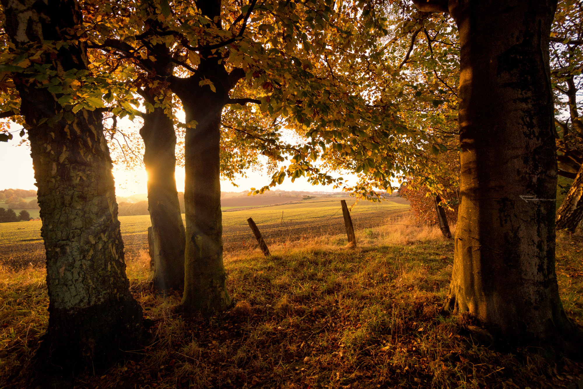 Sigma AF 10-20mm F4-5.6 EX DC sample photo. The autumn files: ii photography