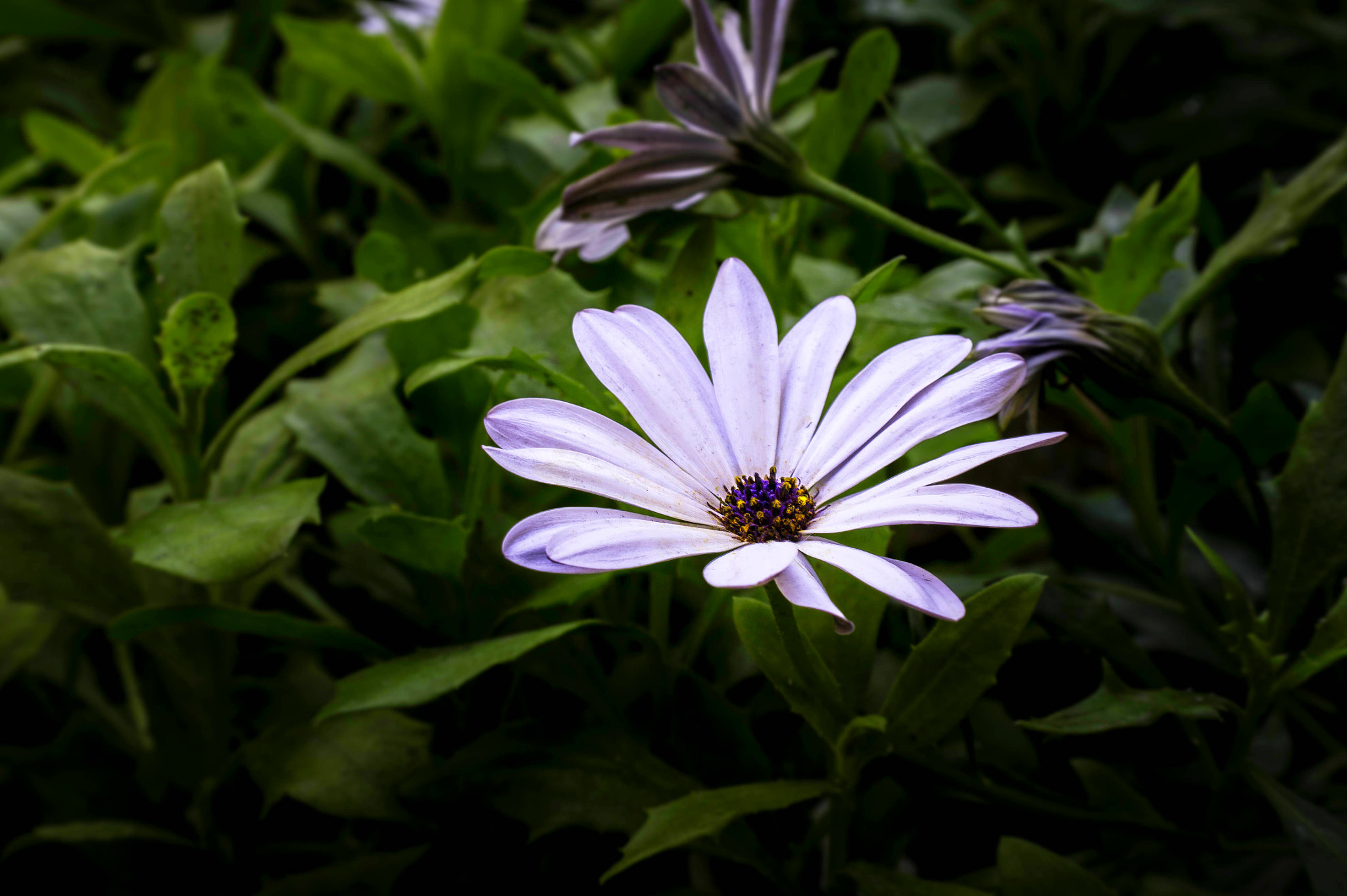 Samsung NX10 sample photo. Naturaleza blanca photography