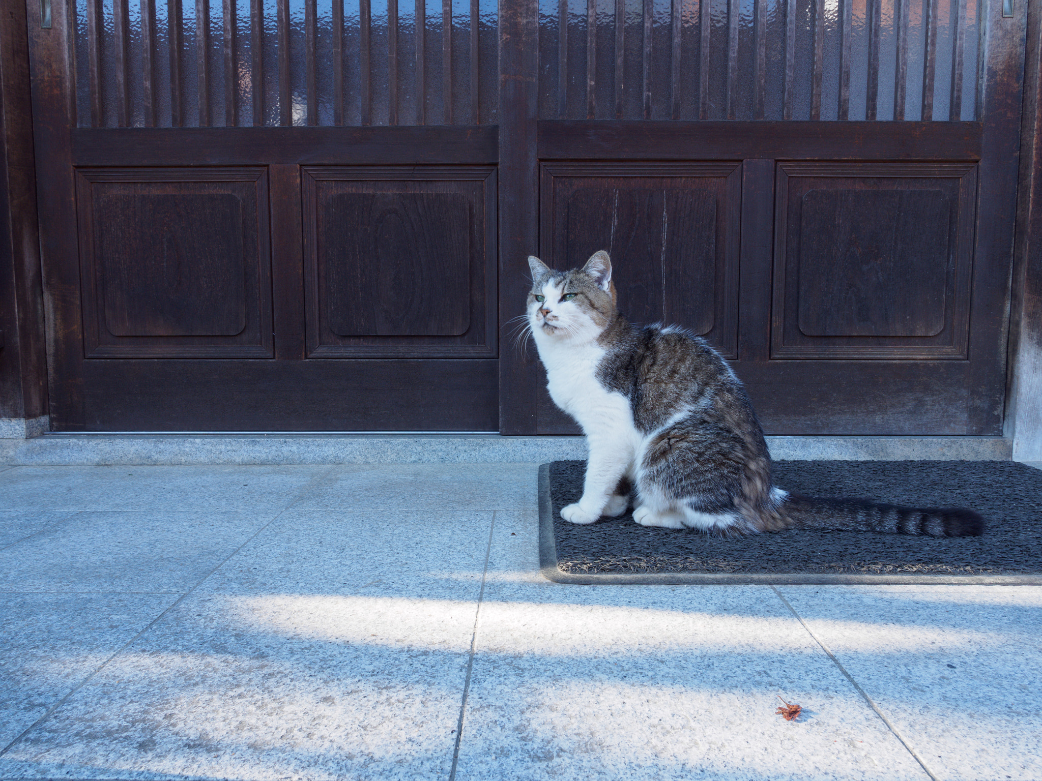 Olympus OM-D E-M10 II sample photo. 妻籠宿の猫 (cat of tsumagojyuku) photography
