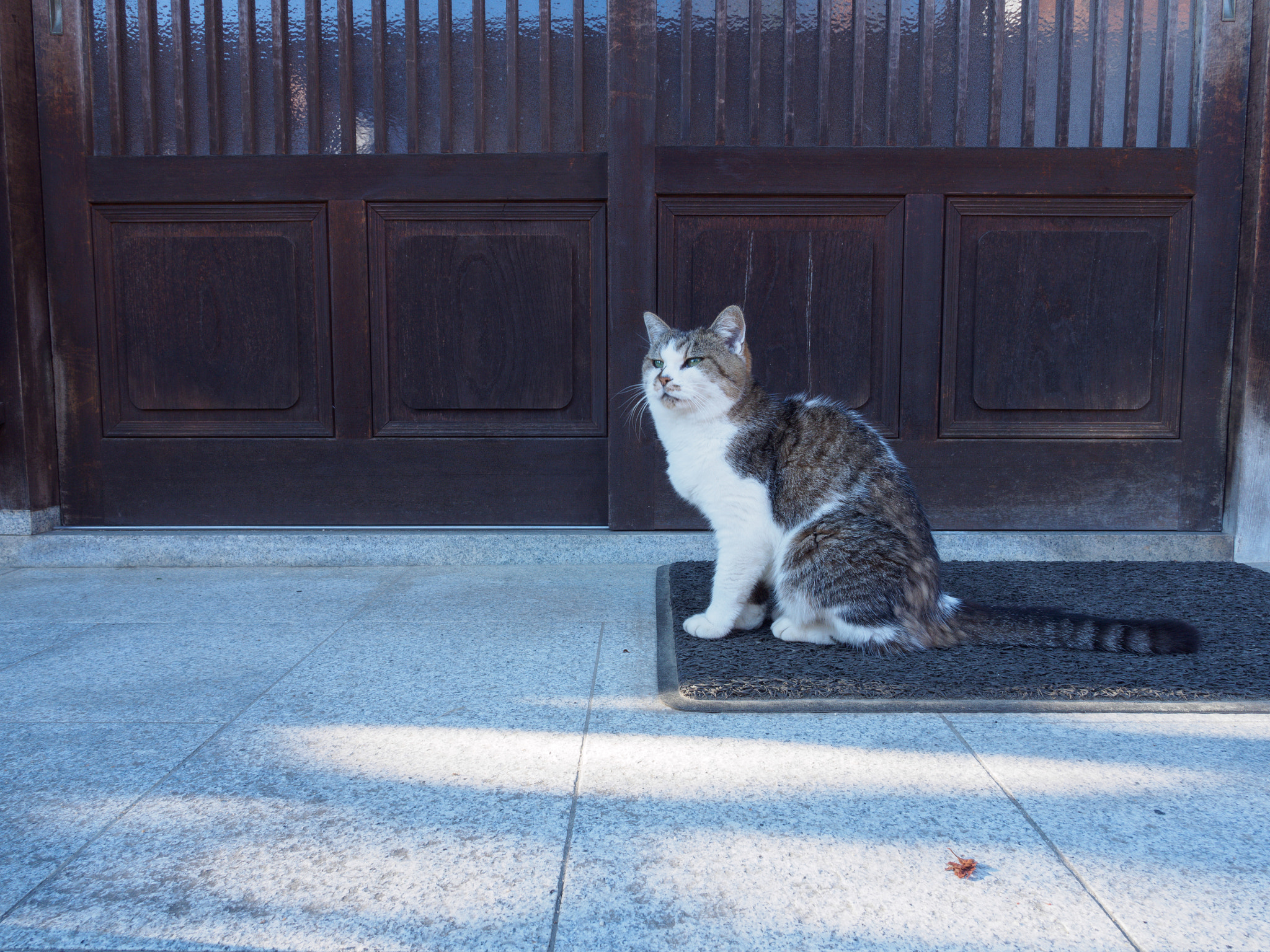 Olympus OM-D E-M10 II + OLYMPUS M.12mm F2.0 sample photo. 妻籠宿の猫 (cat of tsumagojyuku) photography