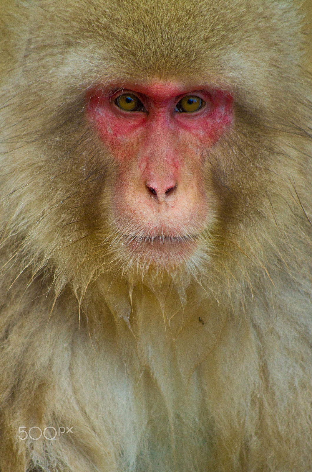 smc Pentax-DA L 50-200mm F4-5.6 ED WR sample photo. The face photography