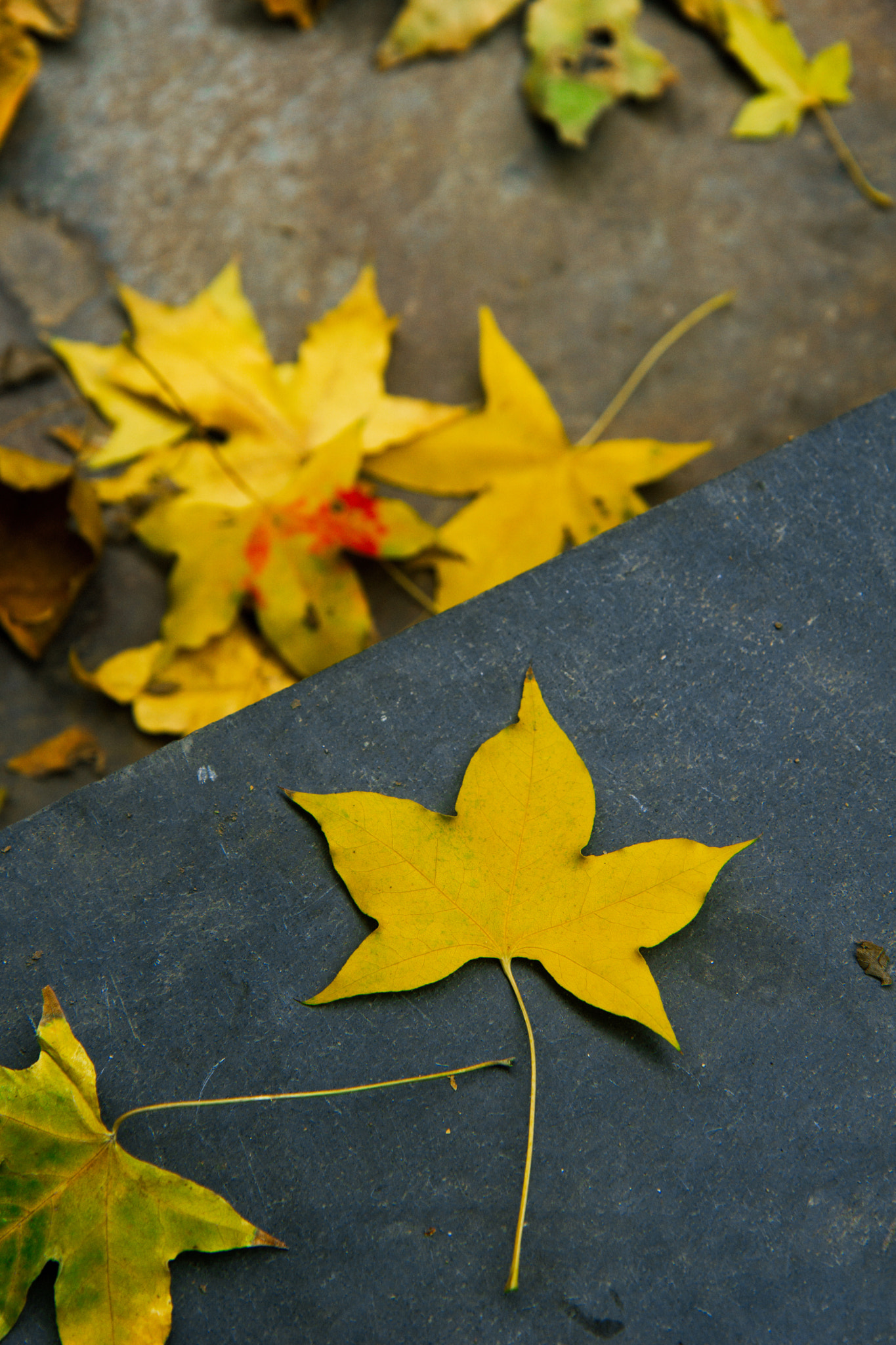 Sony a6000 sample photo. Autumn leaves in ritan park photography