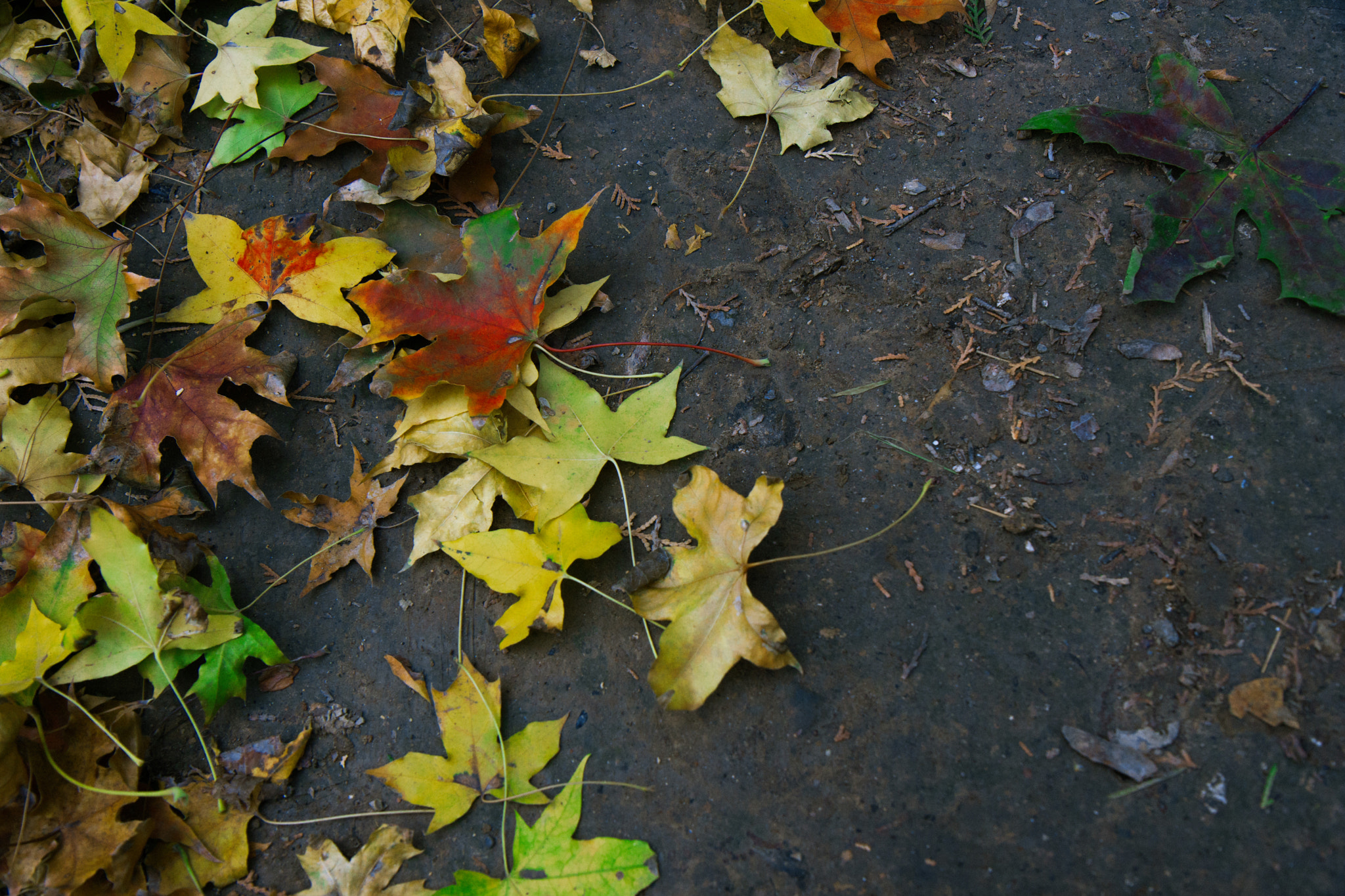 Sony a6000 + Sony DT 50mm F1.8 SAM sample photo. Autumn leaves in ritan park photography