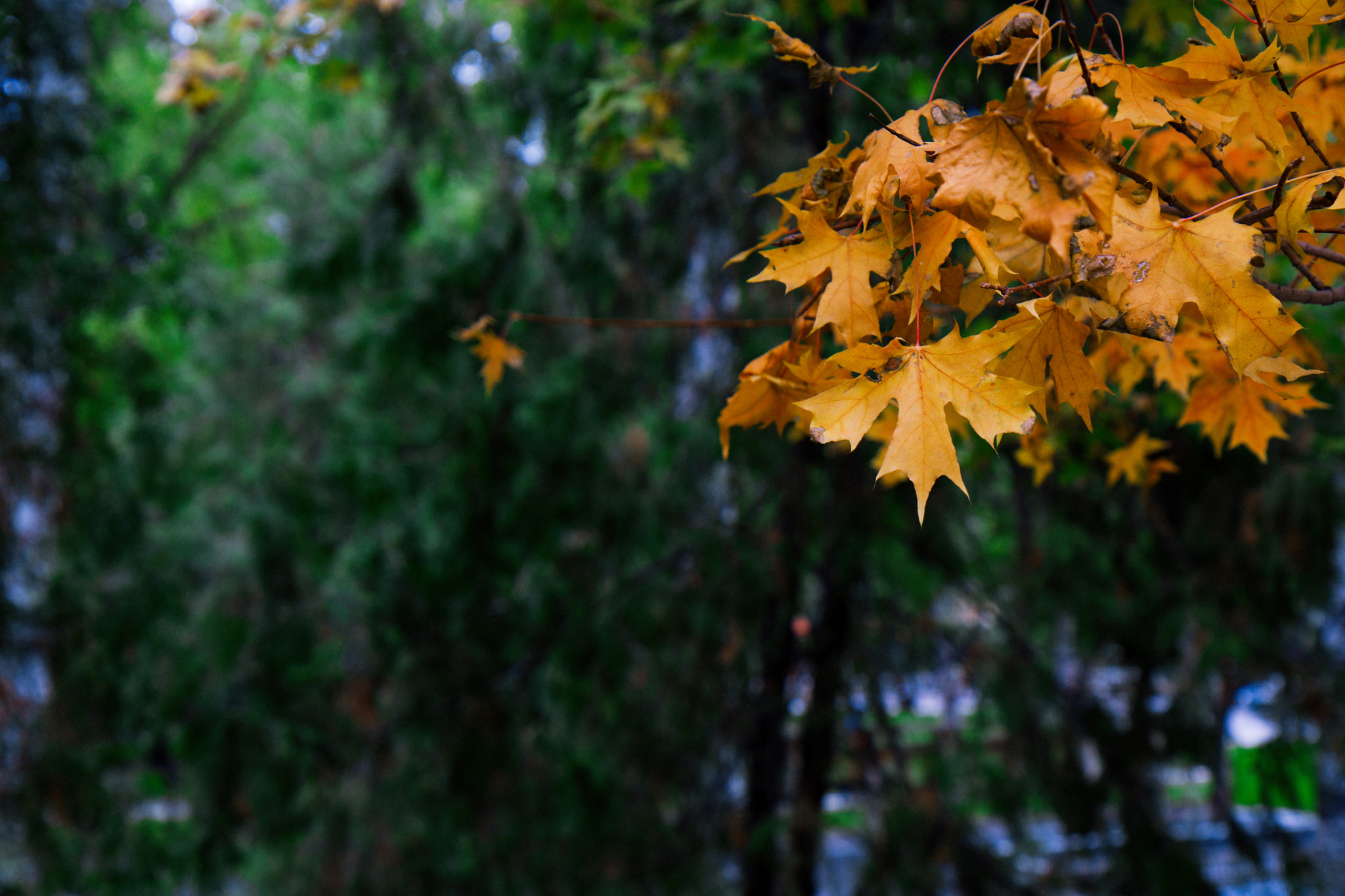 Sony a6000 sample photo. Autumn leaves in ritan park photography