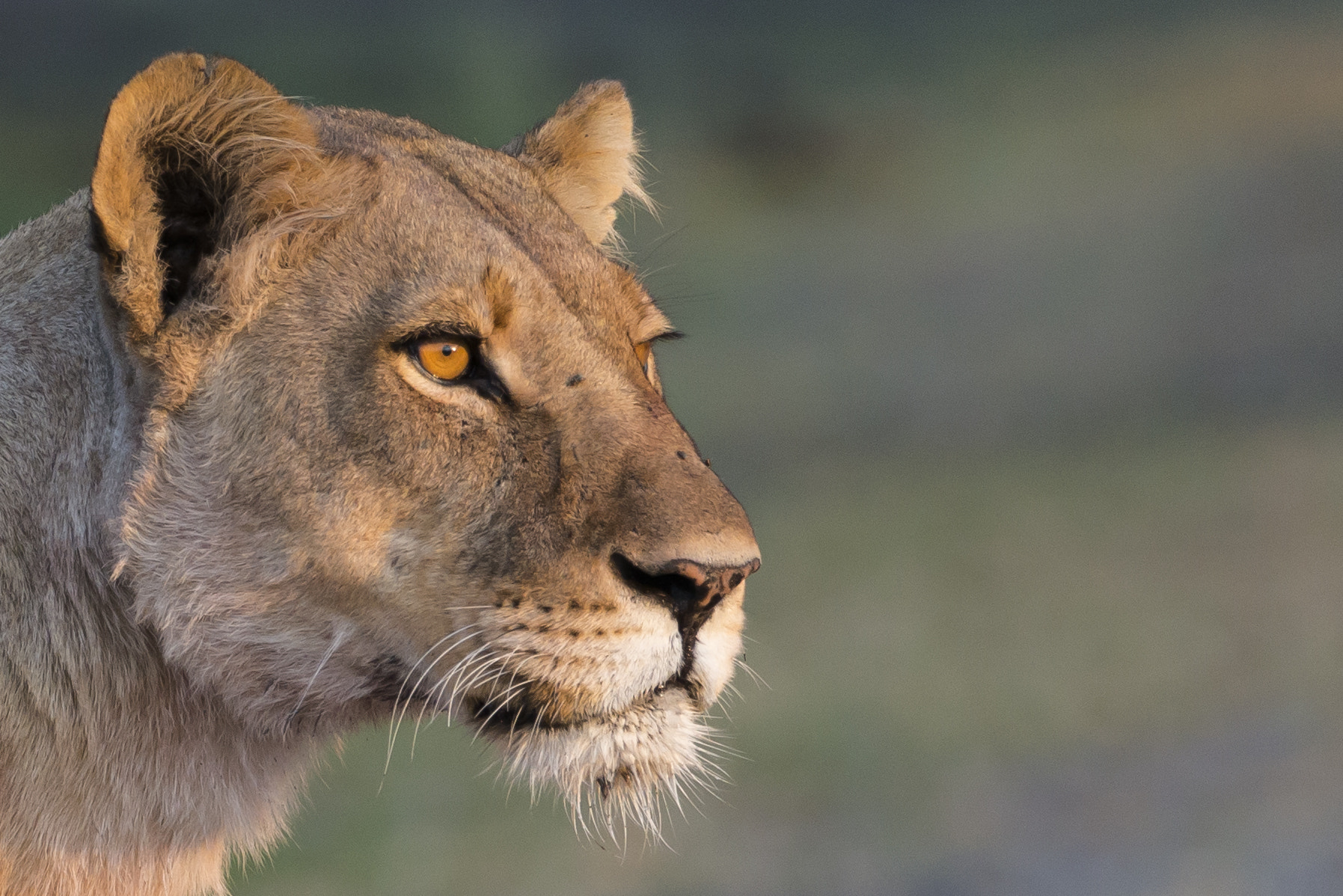 Nikon D800 sample photo. Lioness enjoys the first rays of dawn photography